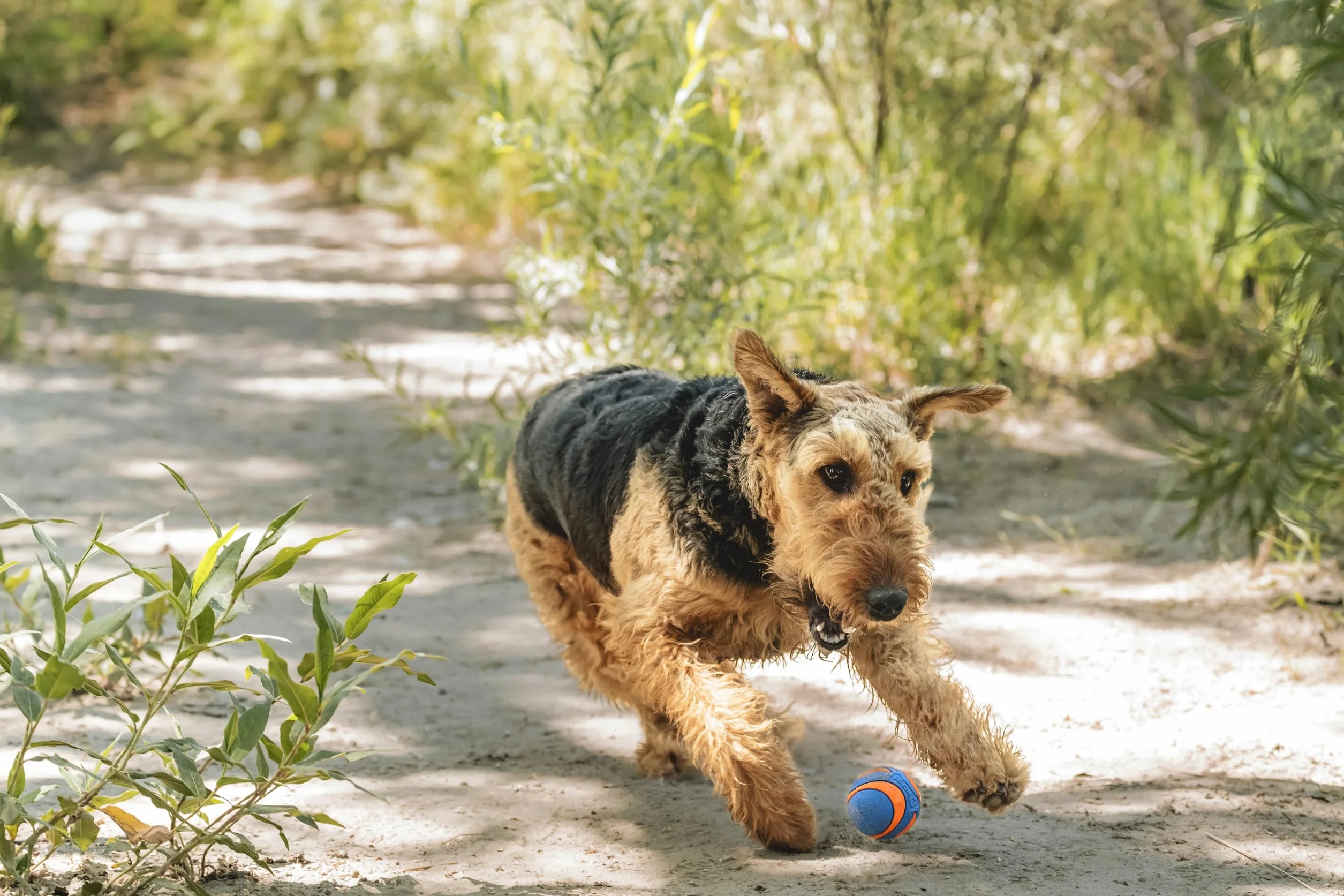 Chuckit! ! CH52068 Ultra Squeaker Ball Medium 1 szt