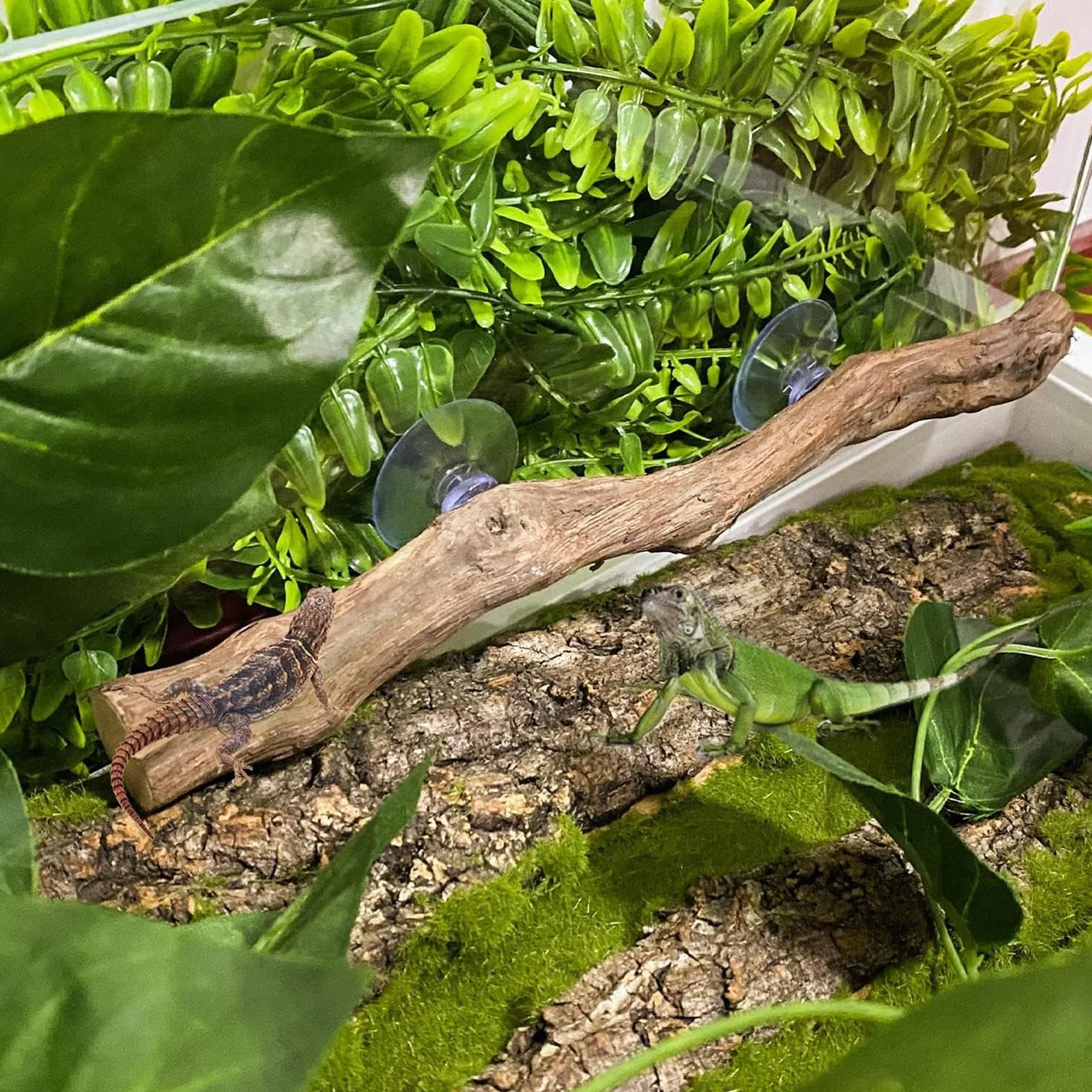Dekoracja wspinaczkowa dla gadów, naturalne drewno winogronowe, antypoślizgowe siedlisko, 30 cm