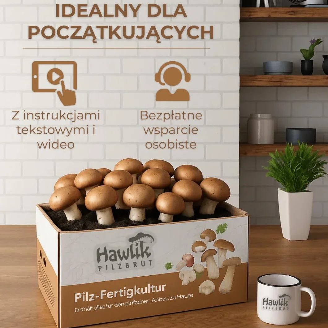 Hawlik Pilzbrut grzybnia - małe kamienne grzyby kultura grzybów do samodzielnej uprawy - zestaw do uprawy grzybów - uprawa grzybów to dziecinnie prosta - zestaw do uprawy grzybów w domu, Klein Braun
