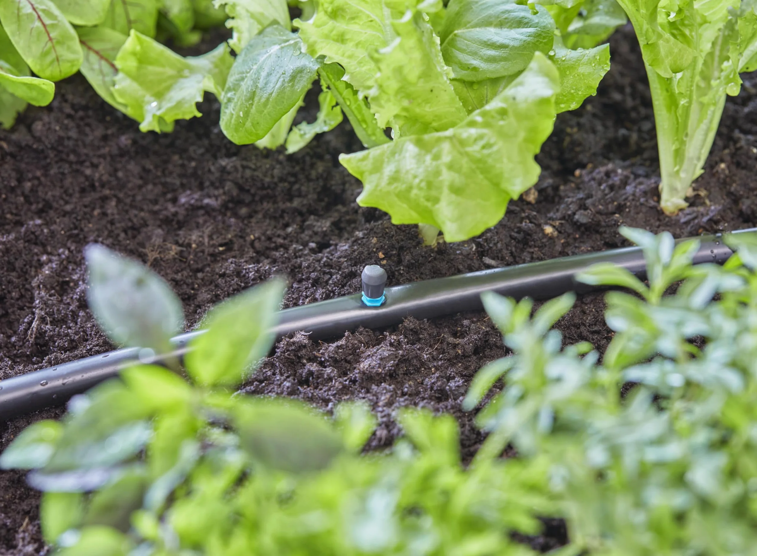 Gardena system Micro-Drip dysza rozpylająca 90 stopni: głowica rozpylająca 90 stopni, regulowane i wodooszczędne zraszanie, zasięg rozpylania 2,5 m, 5 szt. (13320-20)