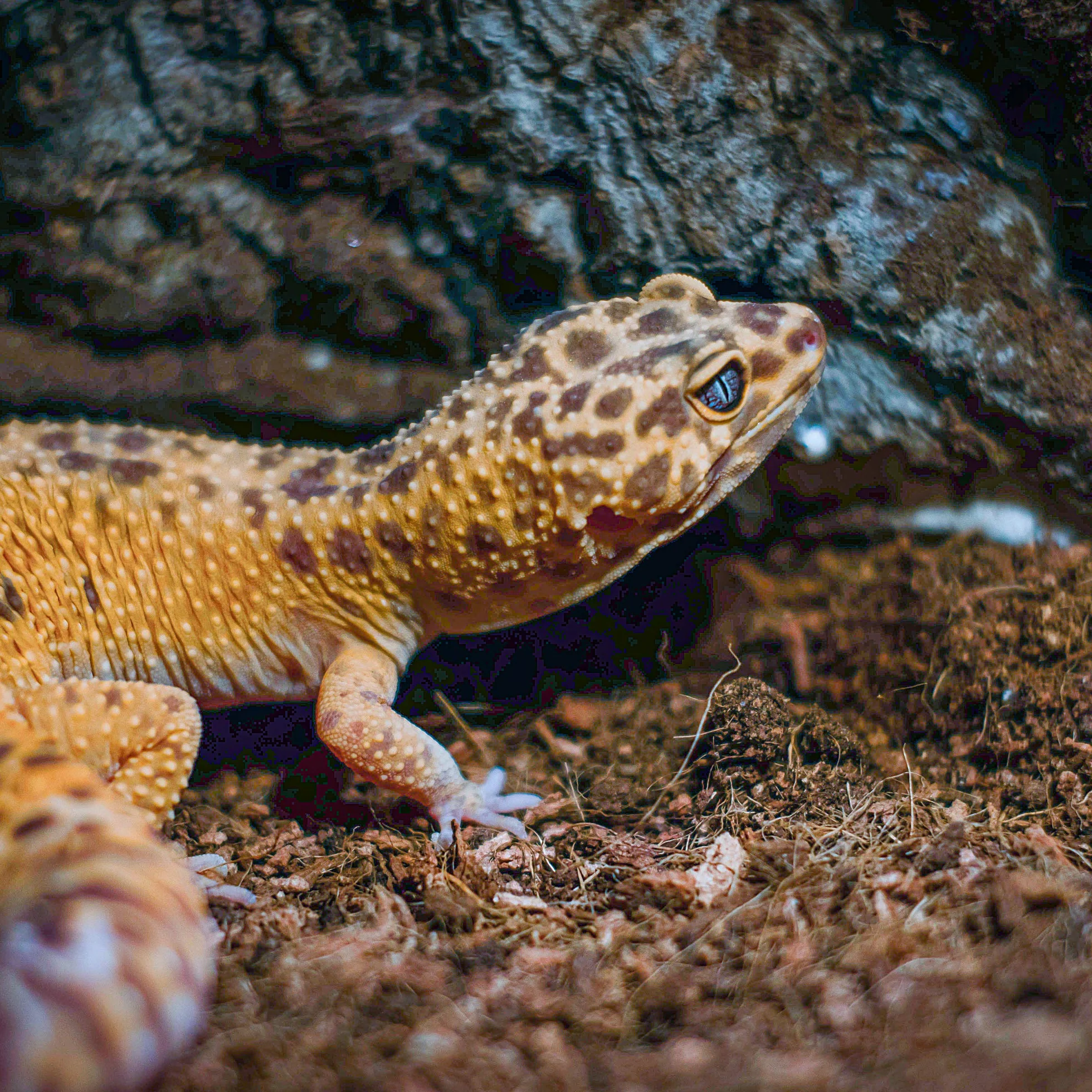 Podłoże terrarium ziemia kokosowa sucha 20 l worek dla gadów