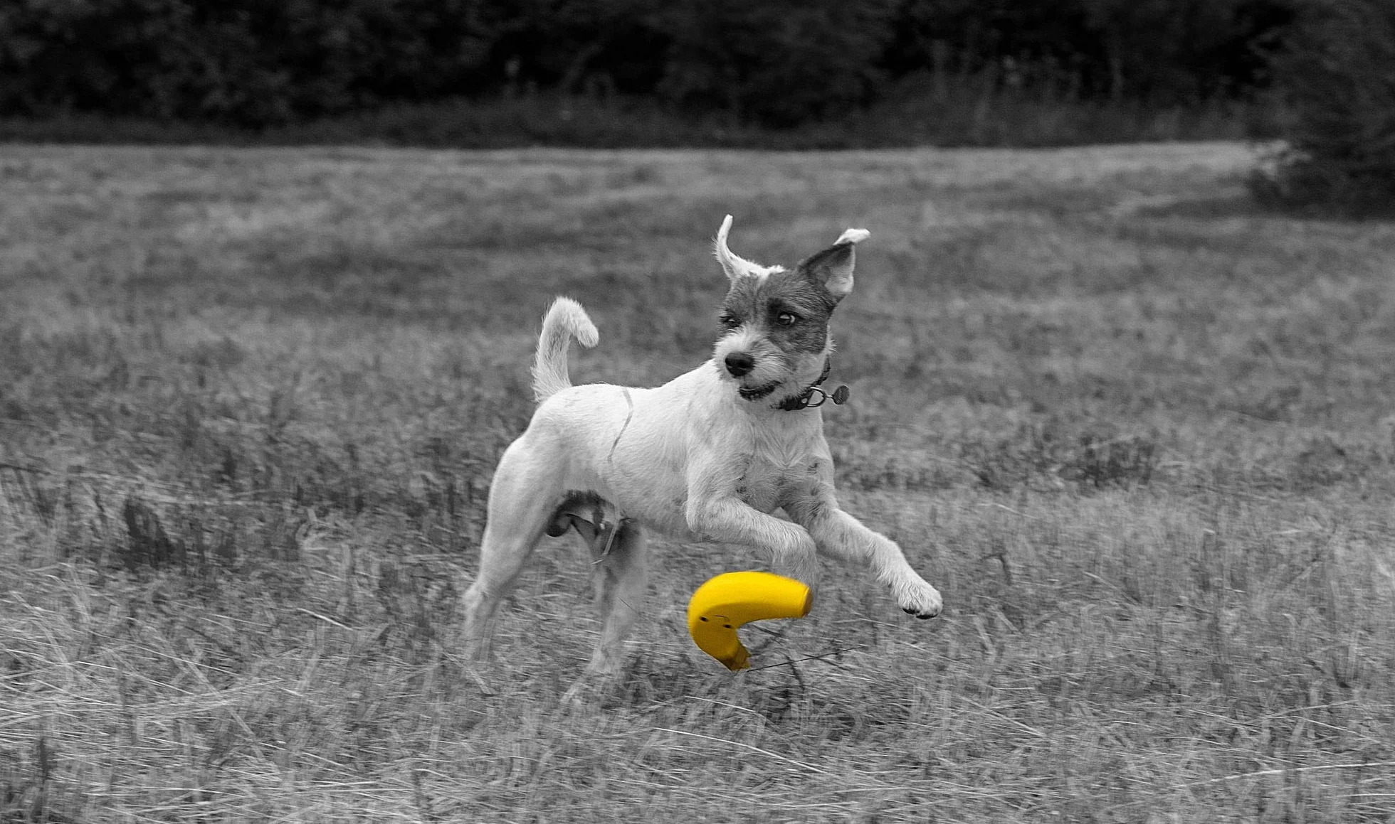 Petface Lateksowa zabawka dla psa do żucia duża