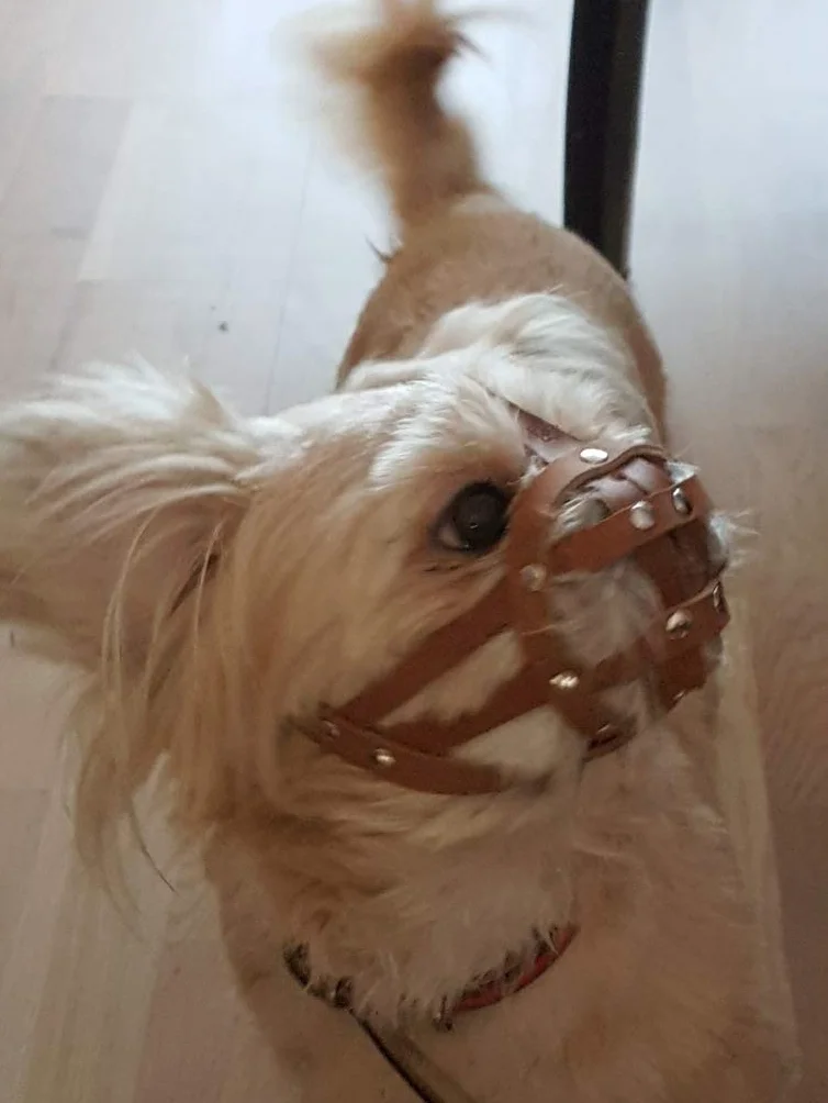 L&J Pets Uk Kaganiec dla psa Shih Tzu, mopsa i innego płaskiego psa z krótkim pyskiem (M2, czarny) (brązowa skóra, M1)