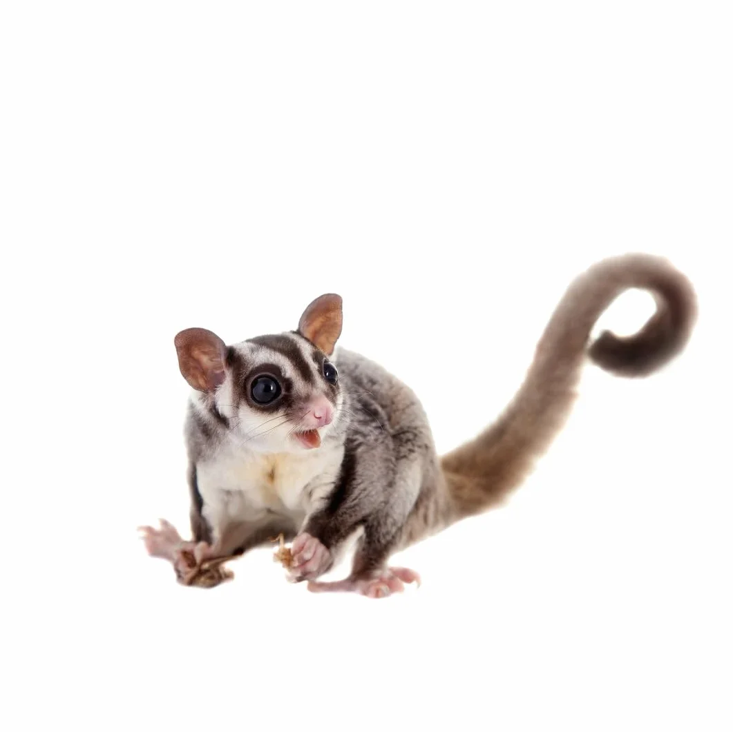 Claus Sugar Glider Food | 750 g | mieszanka paszowa pełnoporcjowa dla Sugar Glider | ze zrównoważonymi białkami, witaminami i wapniem | bogata w owoce, warzywa i owady