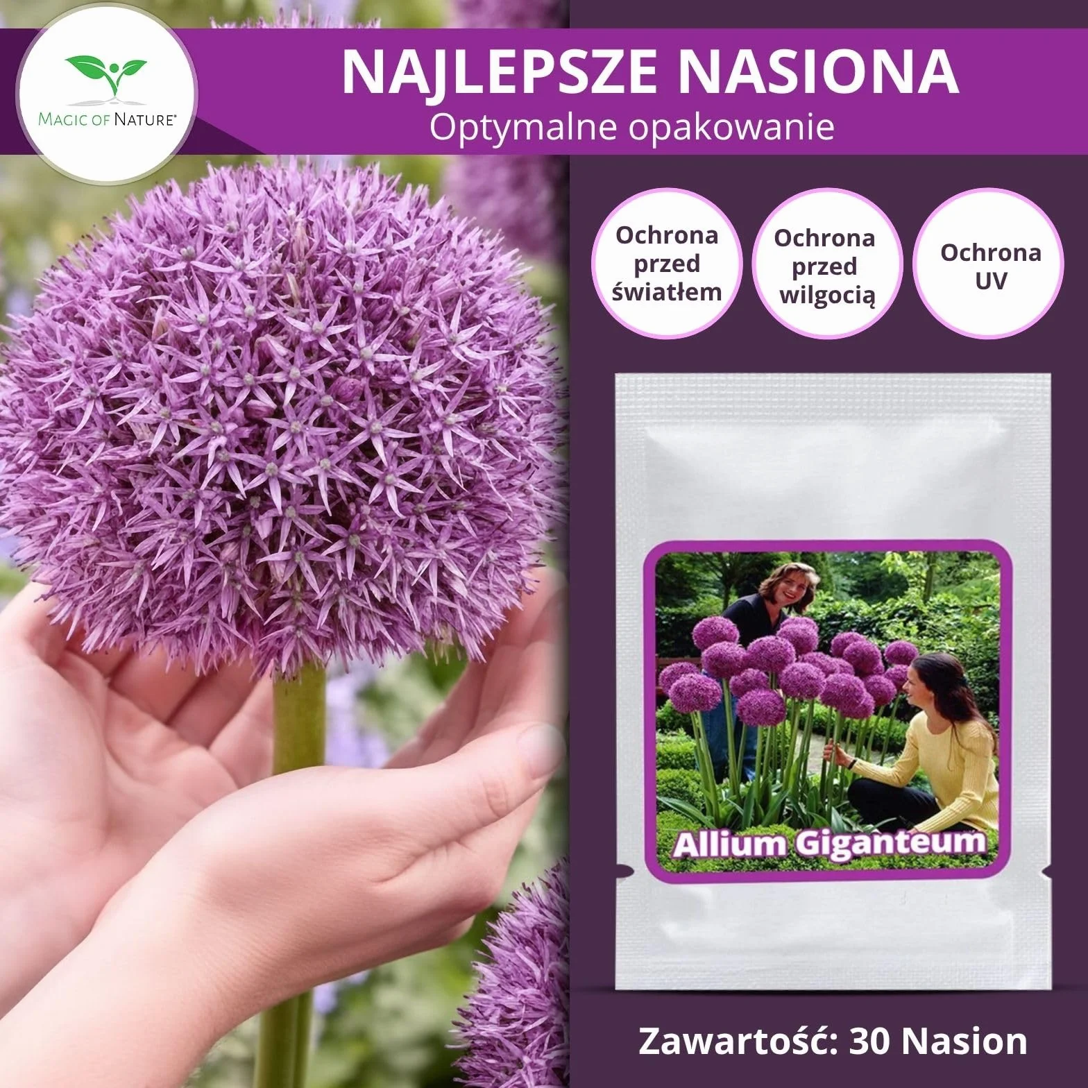 Magic of Nature Czosnek Olbrzymi Nasiona (30 szt.) Allium giganteum, mrozoodporny i wieloletni - Fioletowe kwiaty do 150cm do Twojego ogrodu