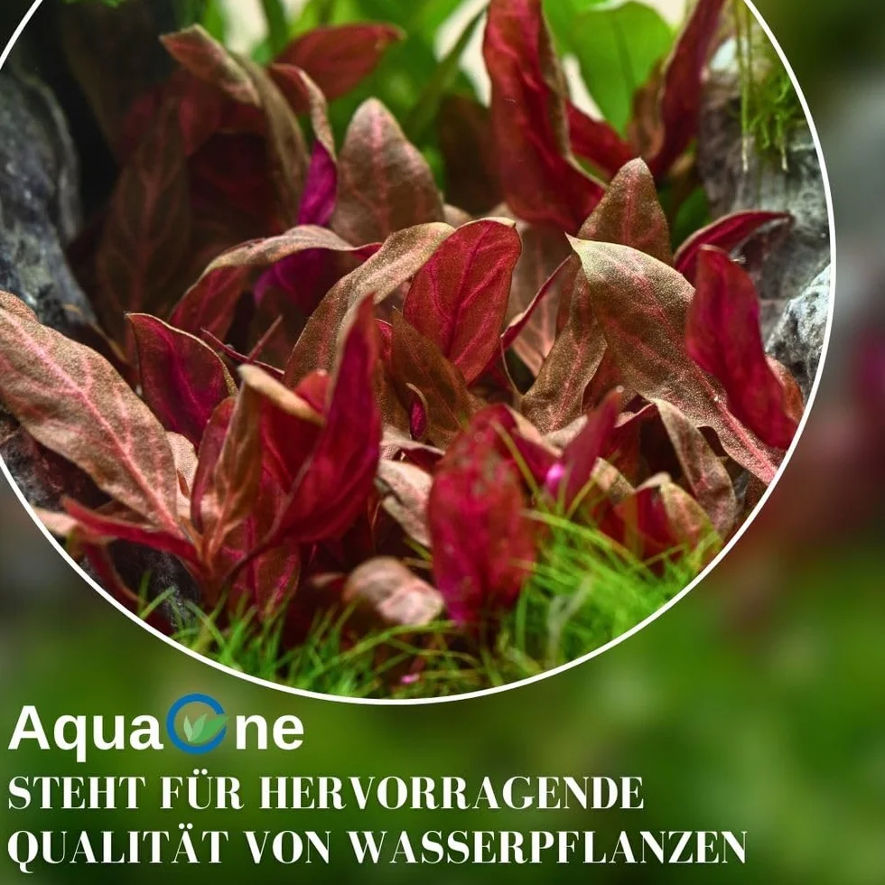 AquaOne Eleocharis parvula Roślina akwariowa w pełni zakorzeniona łatwa w pielęgnacji