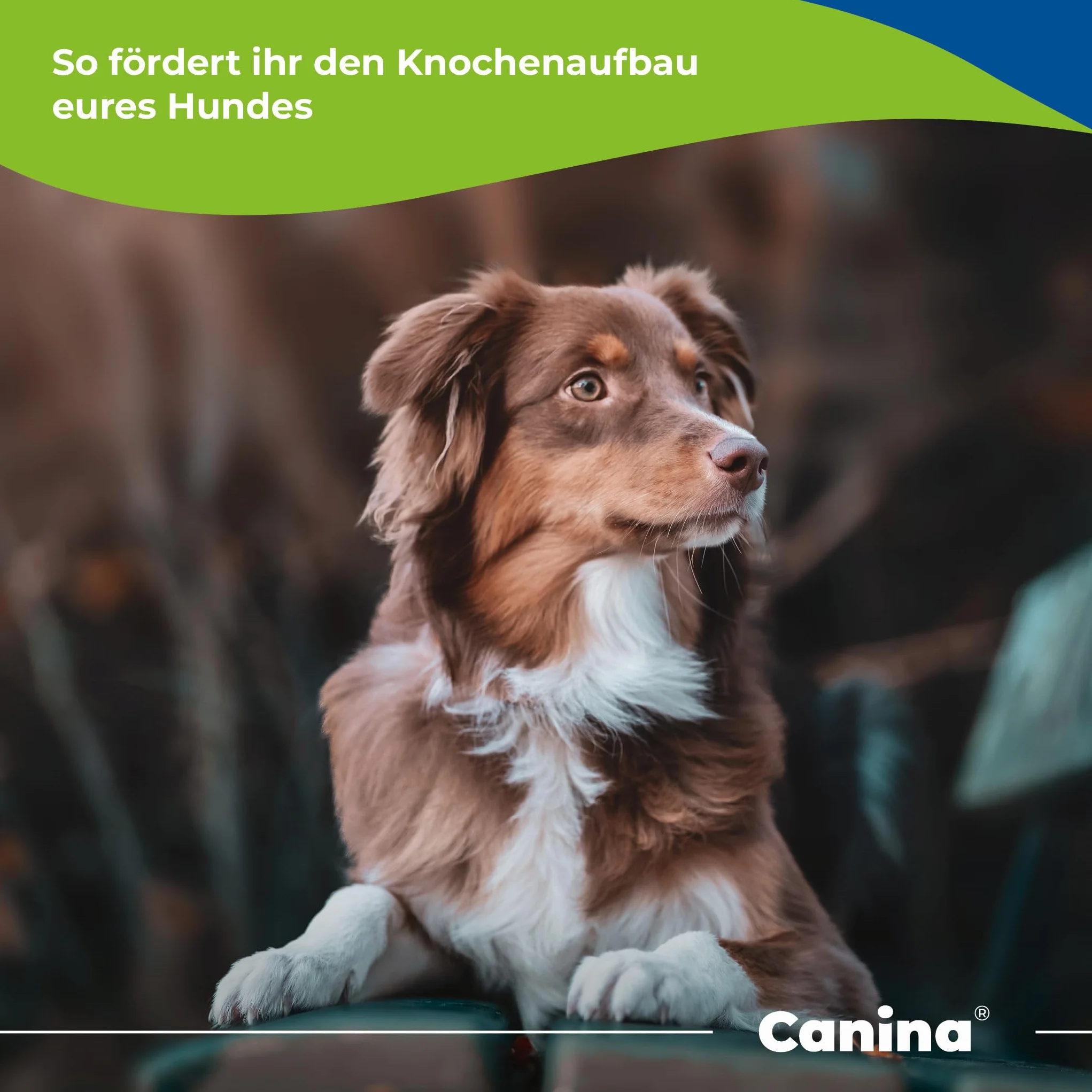 Canina Proszek węglanowy wapnia 1 kg