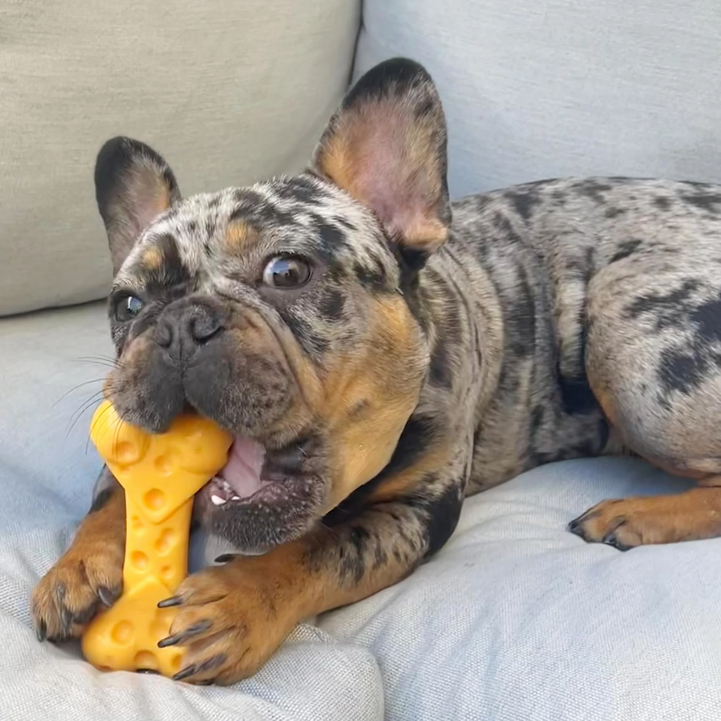 Nylabone Zabawka, Żółty, M