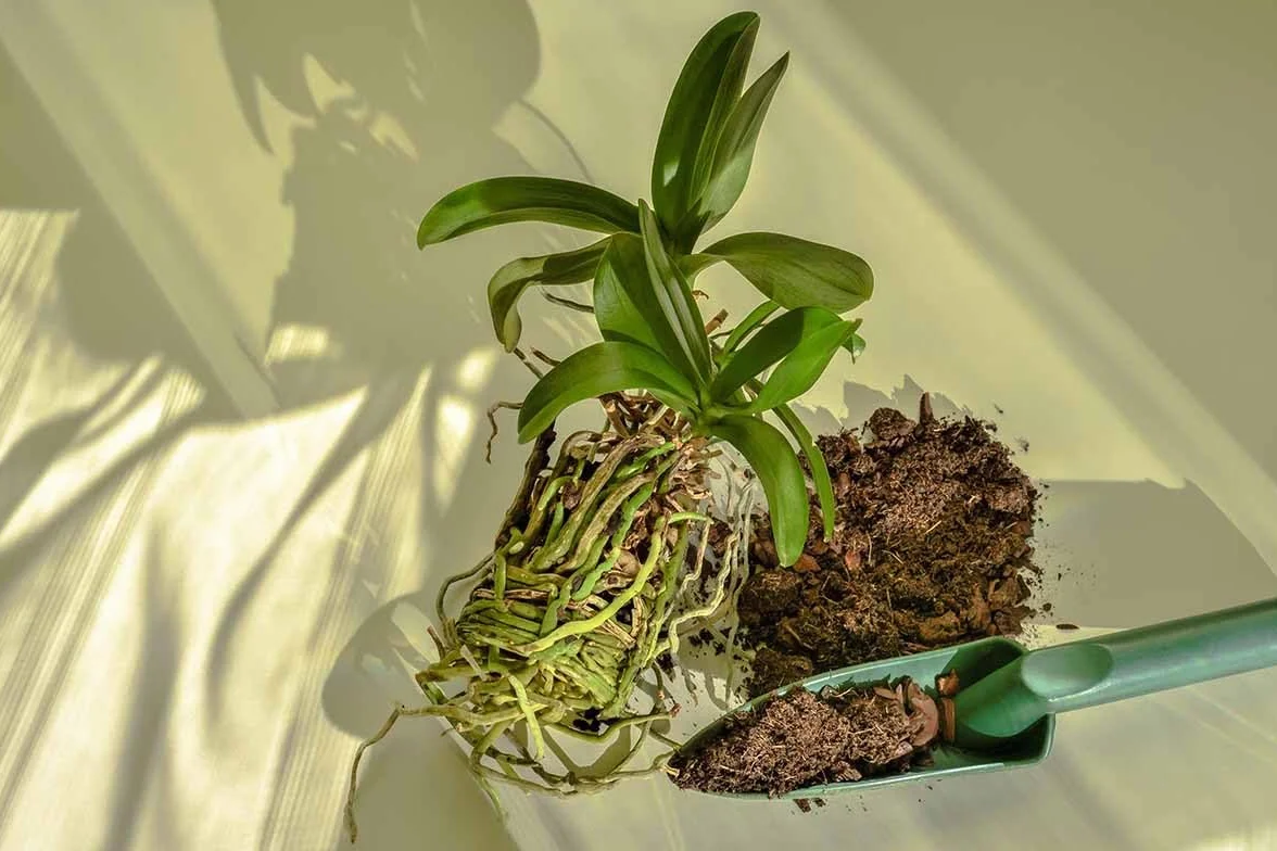 Biovita 3l Orchid Ziemia o naturalnym pochodzeniu, o lekkiej i przewiewnej strukturze, wzbogaconej nawozem