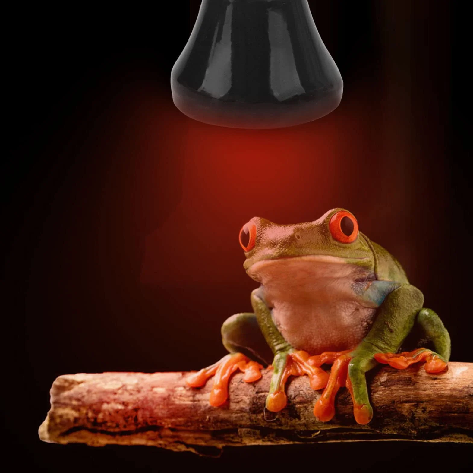 Ceramiczny Emiter Ciepła, żarówka E27 Gadów Ciepła Mała Grzałka do Terrarium Bez światła dla Płazów Jaszczurka żółw Akwarium Kurnik dla Zwierząt Domowych, 2.2x2.8in(75W Czarny)