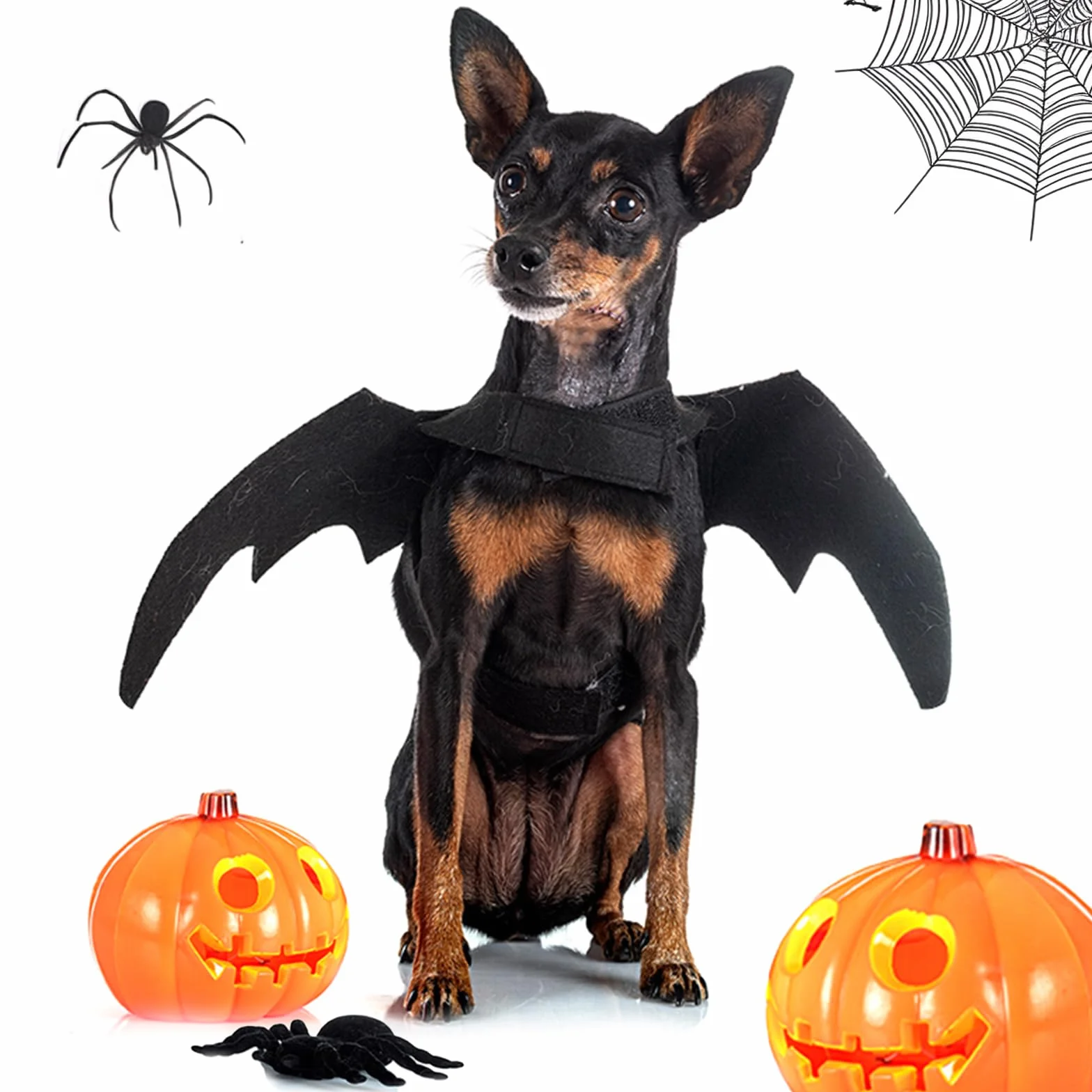 Kostium na Halloween dla kota z czarnymi skrzydłami nietoperza