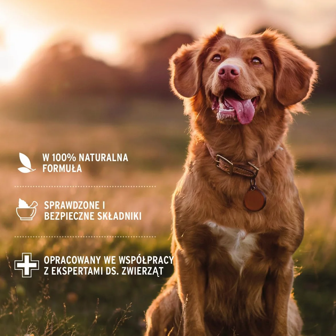 AniForte Neemoil szampon dla psów 500 ml przeciw swędzeniu, roztoczom, pchłom, kleszczom