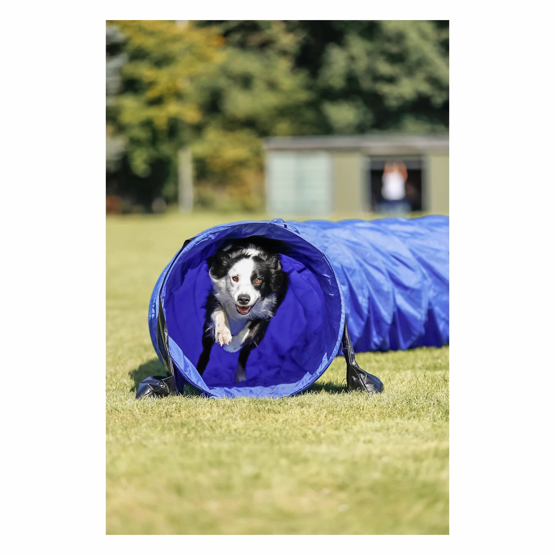 Trixie Tunel ø 60 cm 5 m Niebieski