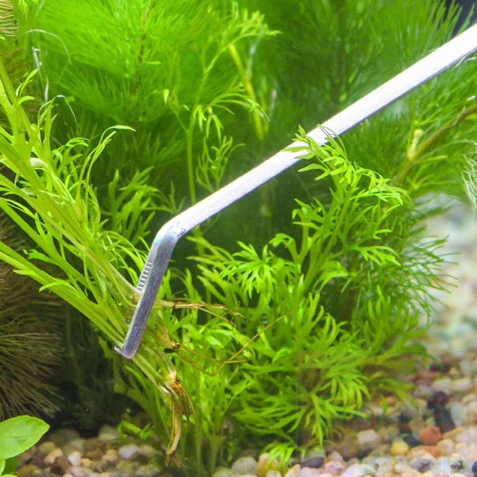 Pęsety do akwarium zakrzywione ze stali nierdzewnej 30cm szczypce do karmienia ryb