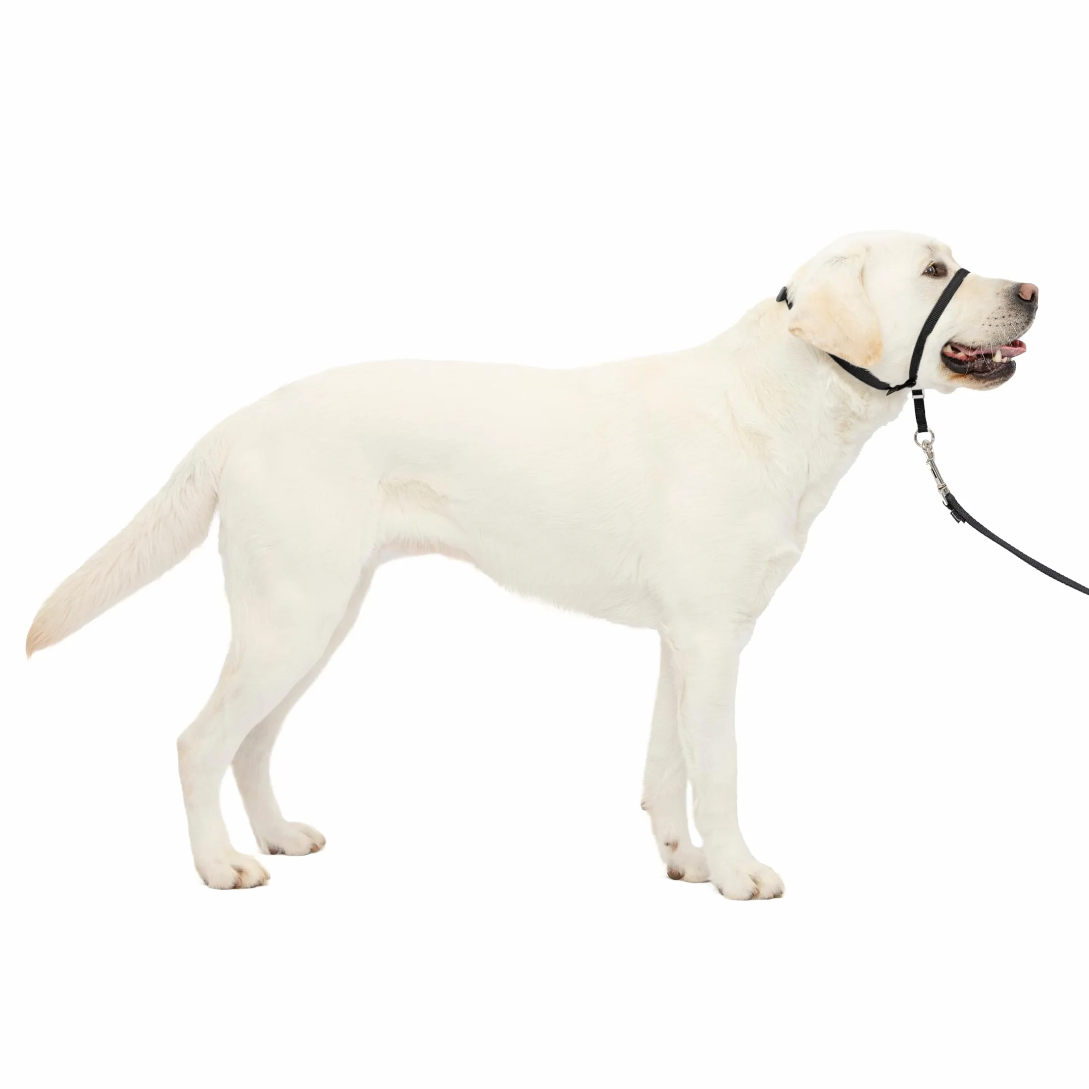 PetSafe Obroża Easy Walk