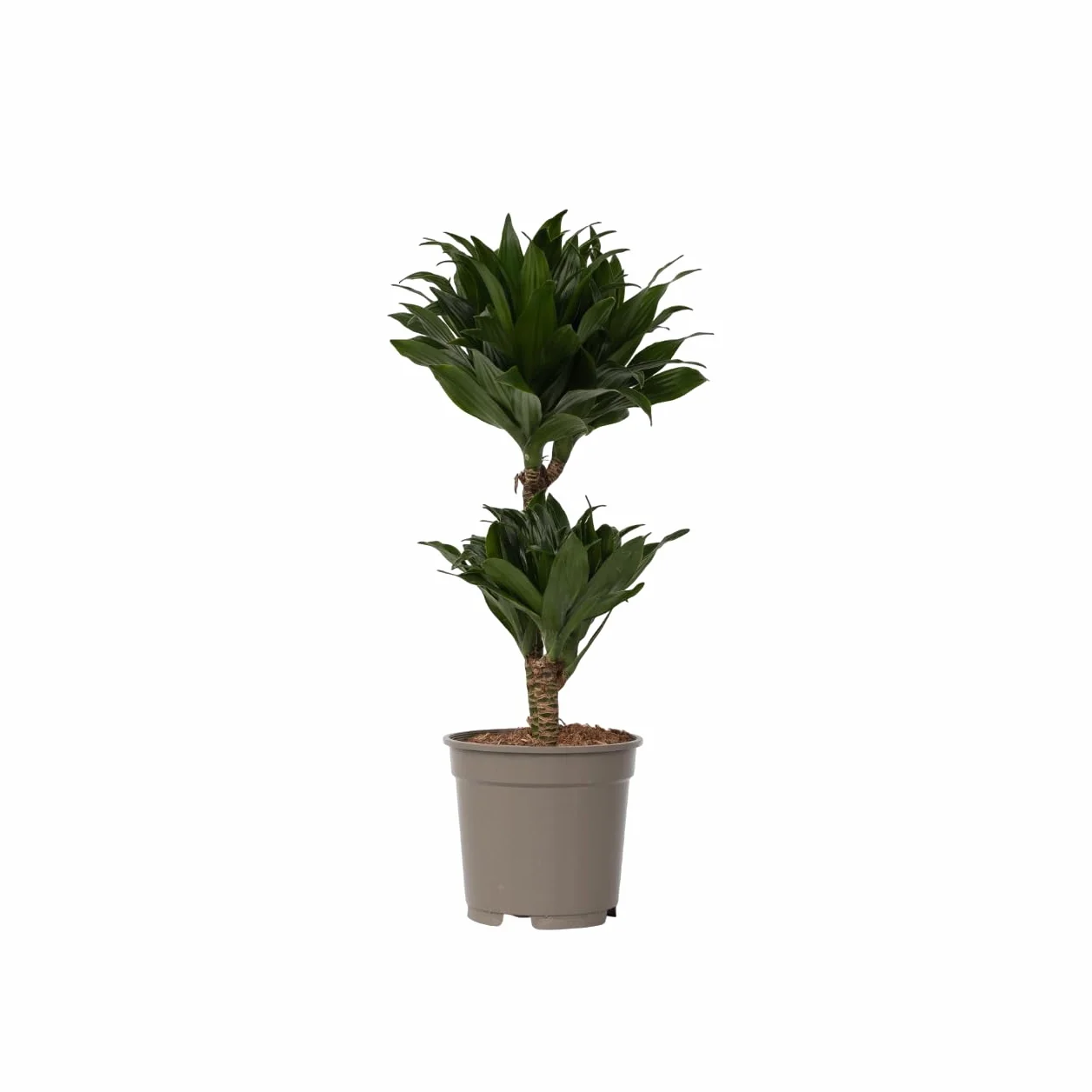 Plant in a Box - Dracaena deremensis 'Compacta' - Smocze drzewo - Dracena - Roślina doniczkowa - ⌀ 17 cm - Wysokość 50 do 65 cm