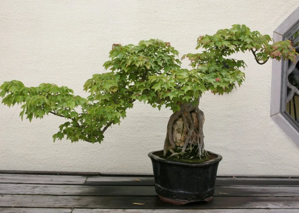 SAFLAX - Bonsai - Klon Trójzębny - 30 Nasiona - Acer buergerianum