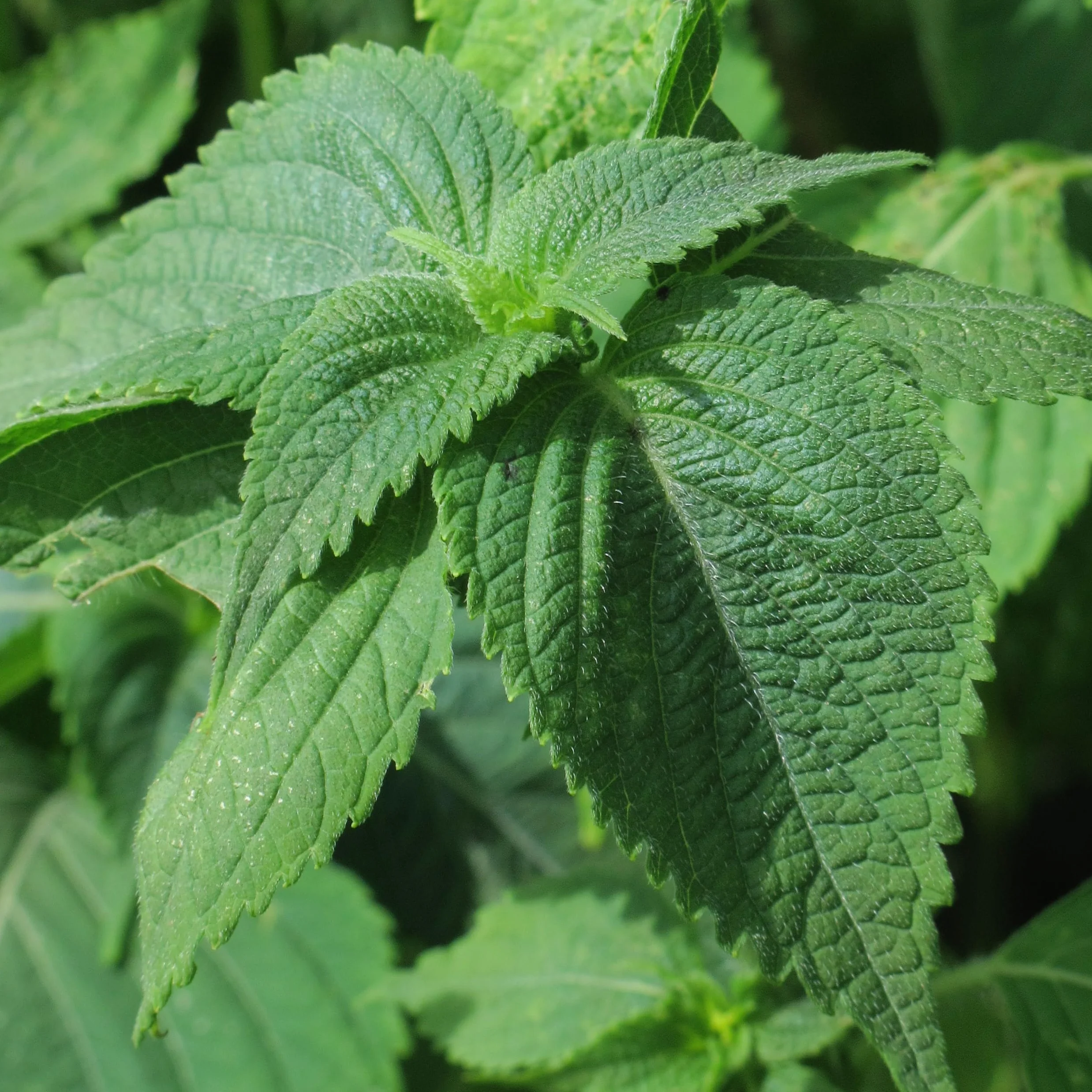Pokrzywa czarna zielonolistna / Shiso (Perilla frutescens) - ok. 200 nasion