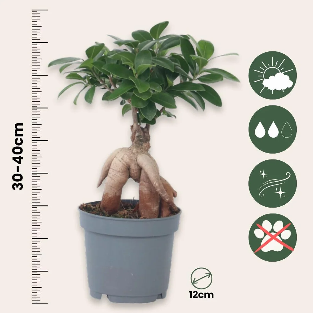 Plant in a Box - Ficus Ginseng - Drzewko Bonsai - Doniczka 12cm - Wysokość 30-40cm - Rośliny domowe