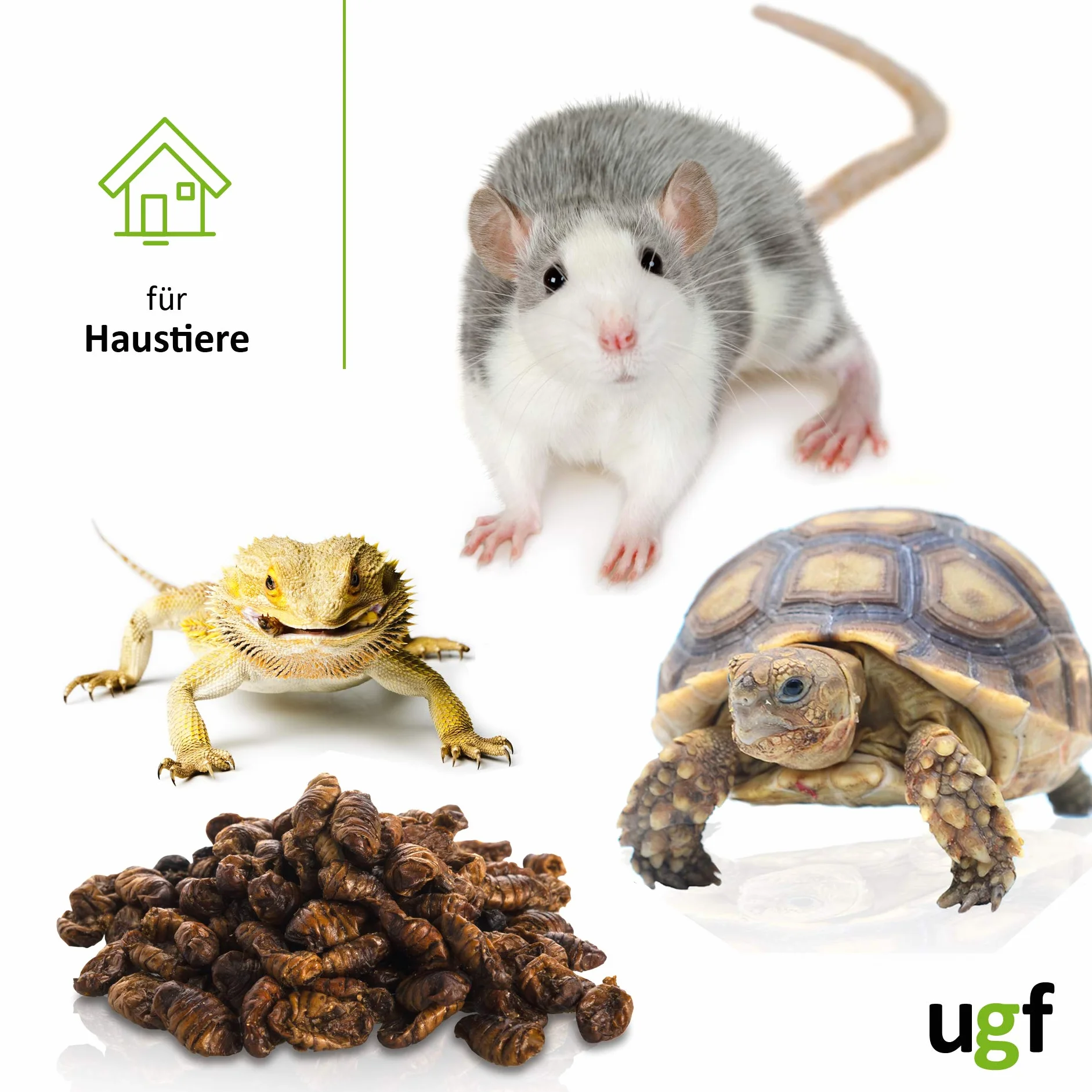 UGF Suszone jedwabniki Koi 800 g w wiadrze 3-litrowym pokarm dla ryb stawowych