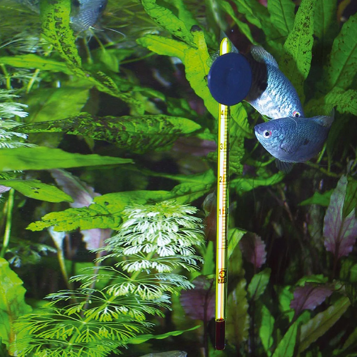 JBL Aquarium Thermometer Premium 6140700, precyzyjny termometr, cienki szklany uchwyt, uchwyt ssący w zestawie