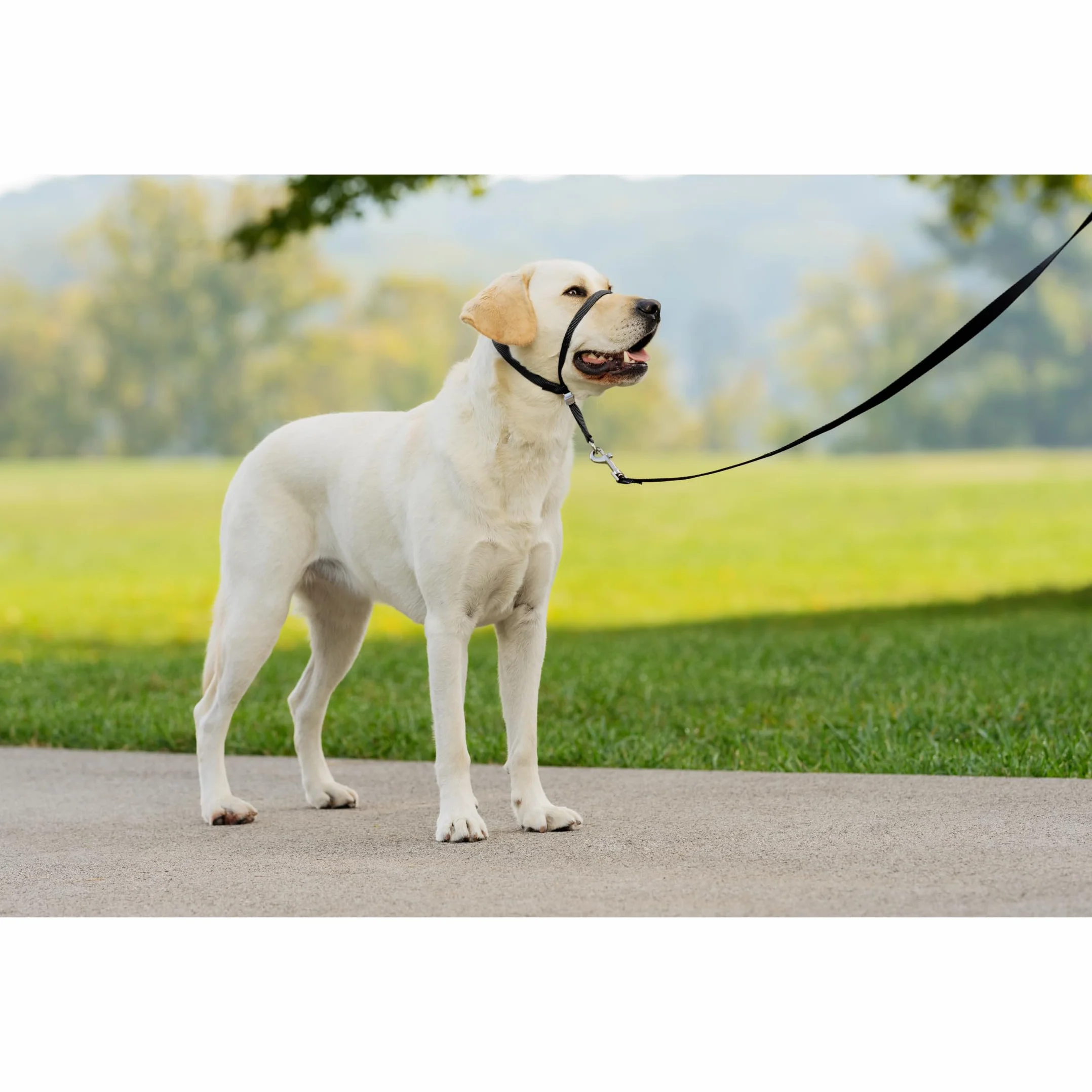 PetSafe Obroża Easy Walk