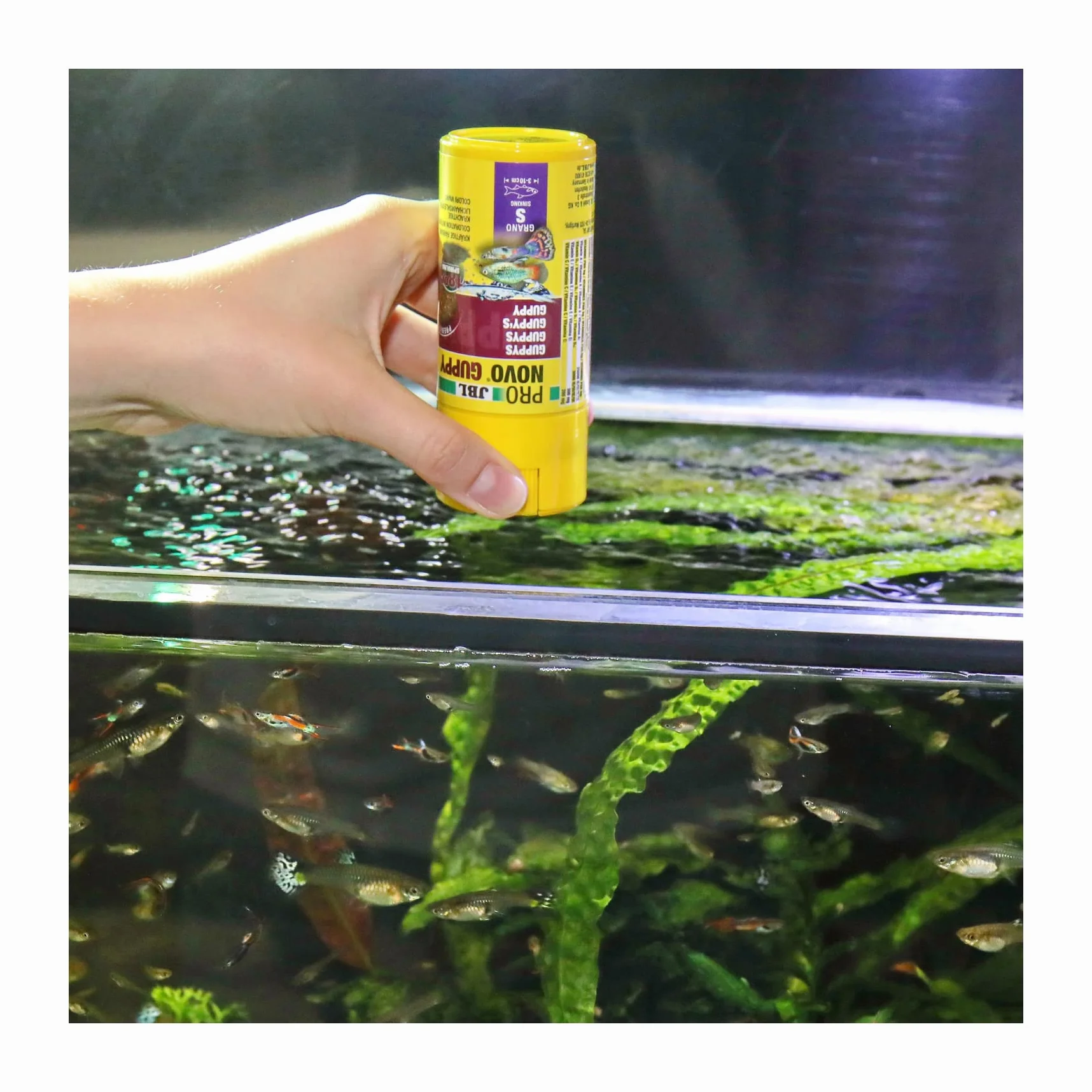 JBL PRONOVO GUPPY GRANO, podstawowa karma dla szczeniaków i innych jajoworodnych ryb 3-10 cm, granulat rybny, dozownik na kliknięcie, rozmiar S, 100 ml