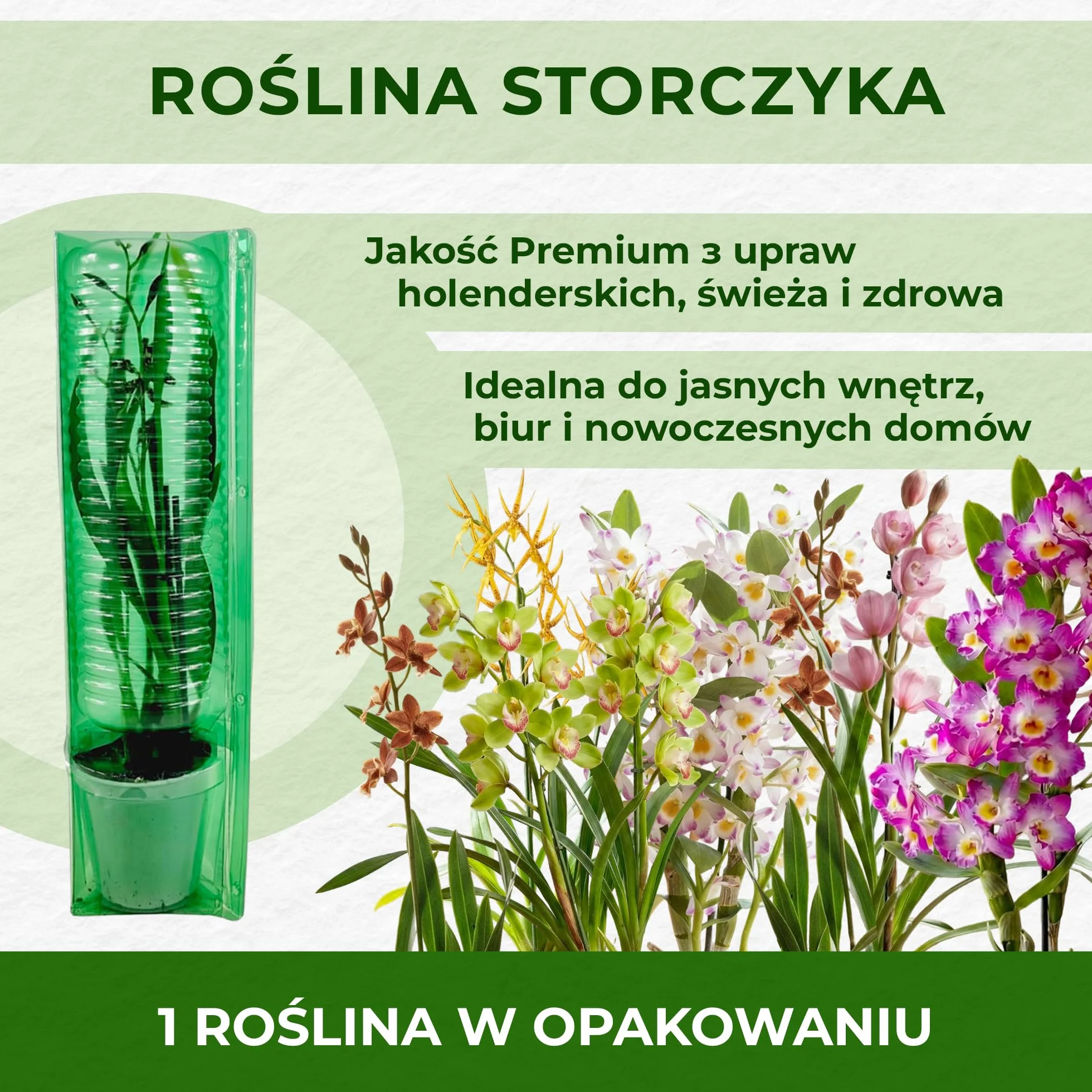 Kolekcja trzech prawdziwych storczyków Dendrobium Nobile o wysokości 30-40 cm, kwitnących i pachnących uprawianych w Holandii (bez sztucznych orchidei, bez nawozów i doniczek, bez nasion)