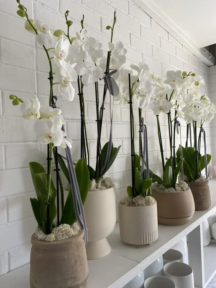 Biovita 3l Orchid Ziemia o naturalnym pochodzeniu, o lekkiej i przewiewnej strukturze, wzbogaconej nawozem