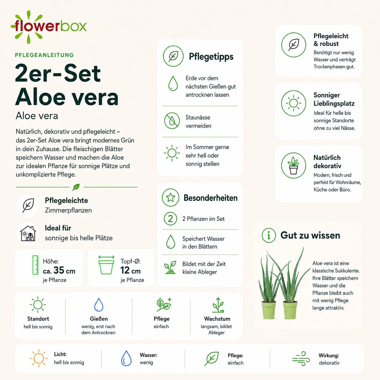 Zestaw 2 prawdziwych aloesów – łatwa w pielęgnacji roślina pokojowa, aloes zwyczajny – wysokość ok. 40 cm, średnica doniczki 12 cm