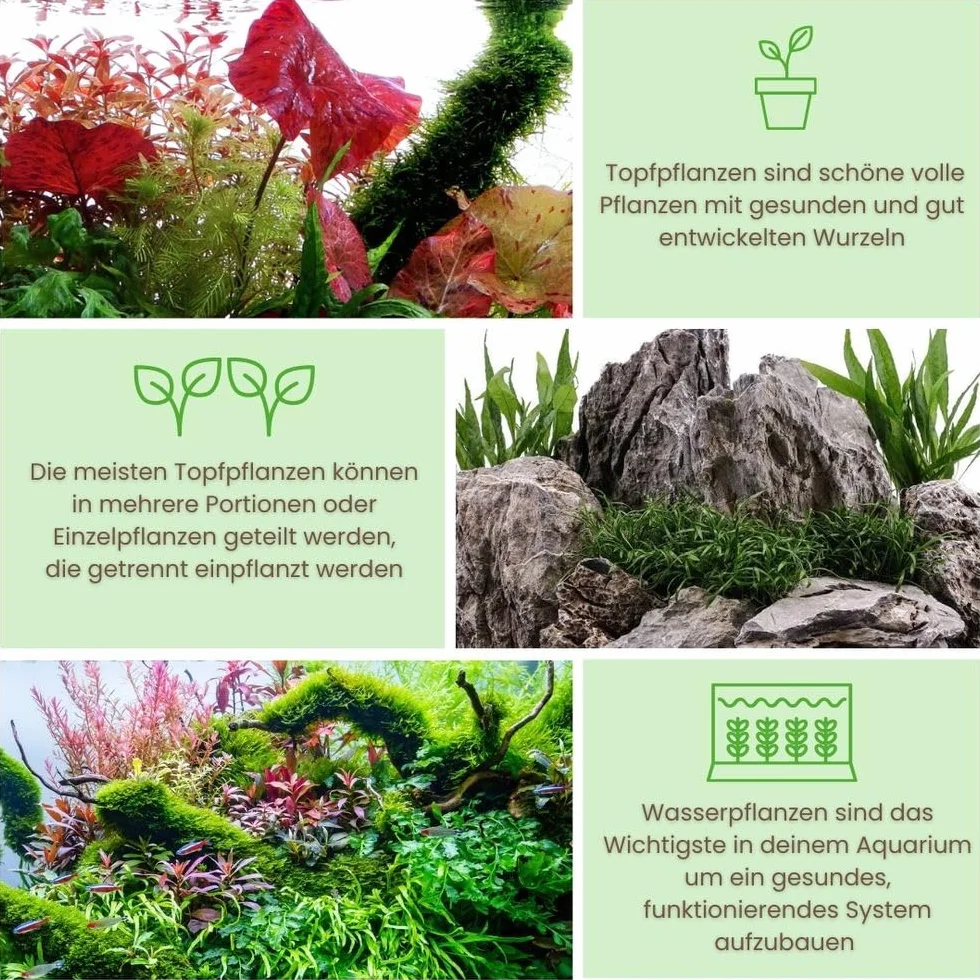 AquaOne Rośliny akwariowe Anubias Microsorum Cryptocoryne Limnophila zestaw łatwe w pielęgnacji rośliny wodne