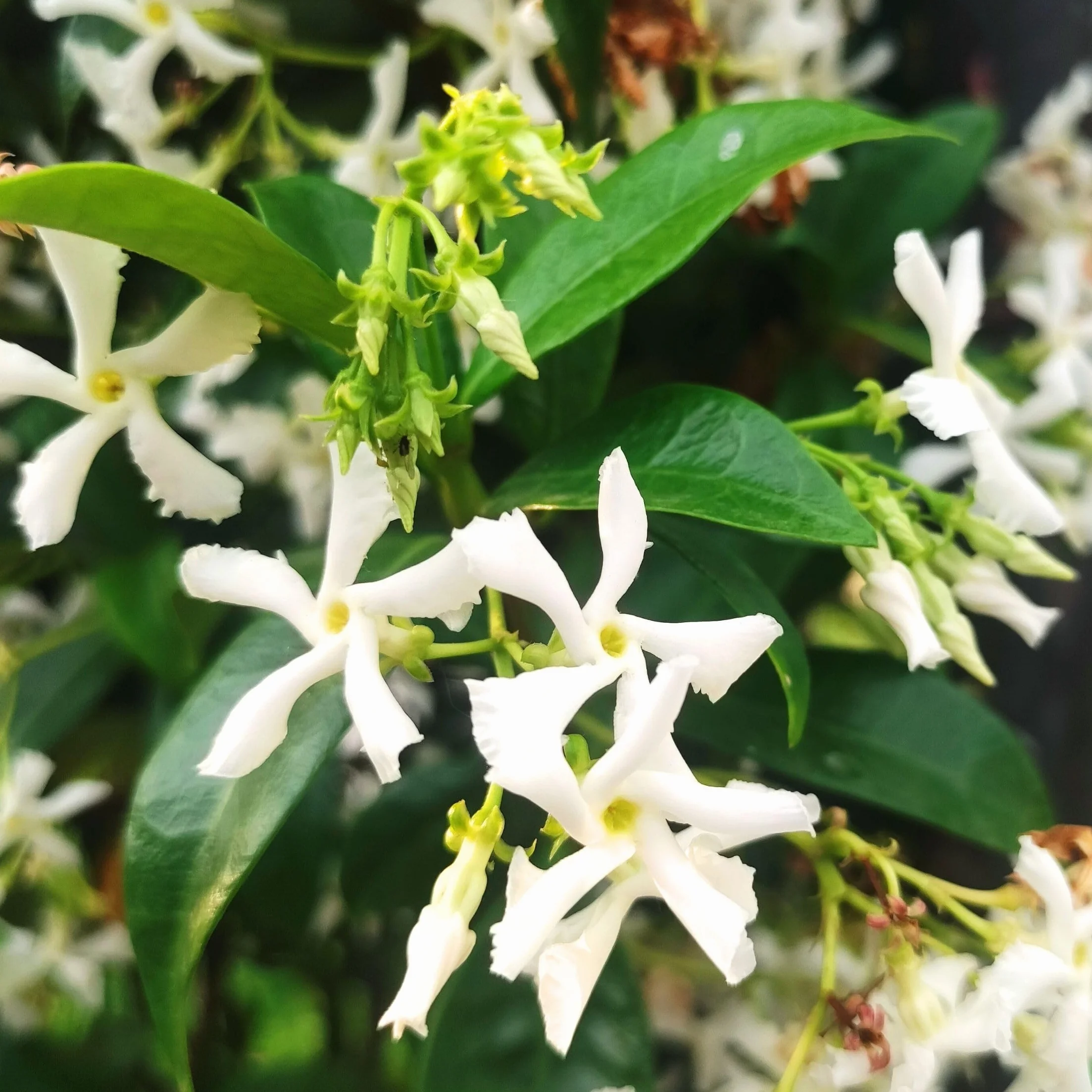 Plant in a Box - Jaśmin Toskański - Zestaw 2 sztuk - Trachelospermum jasminoides - Wys. 110-120 cm - Doniczka 17 cm - Roślina pnąca