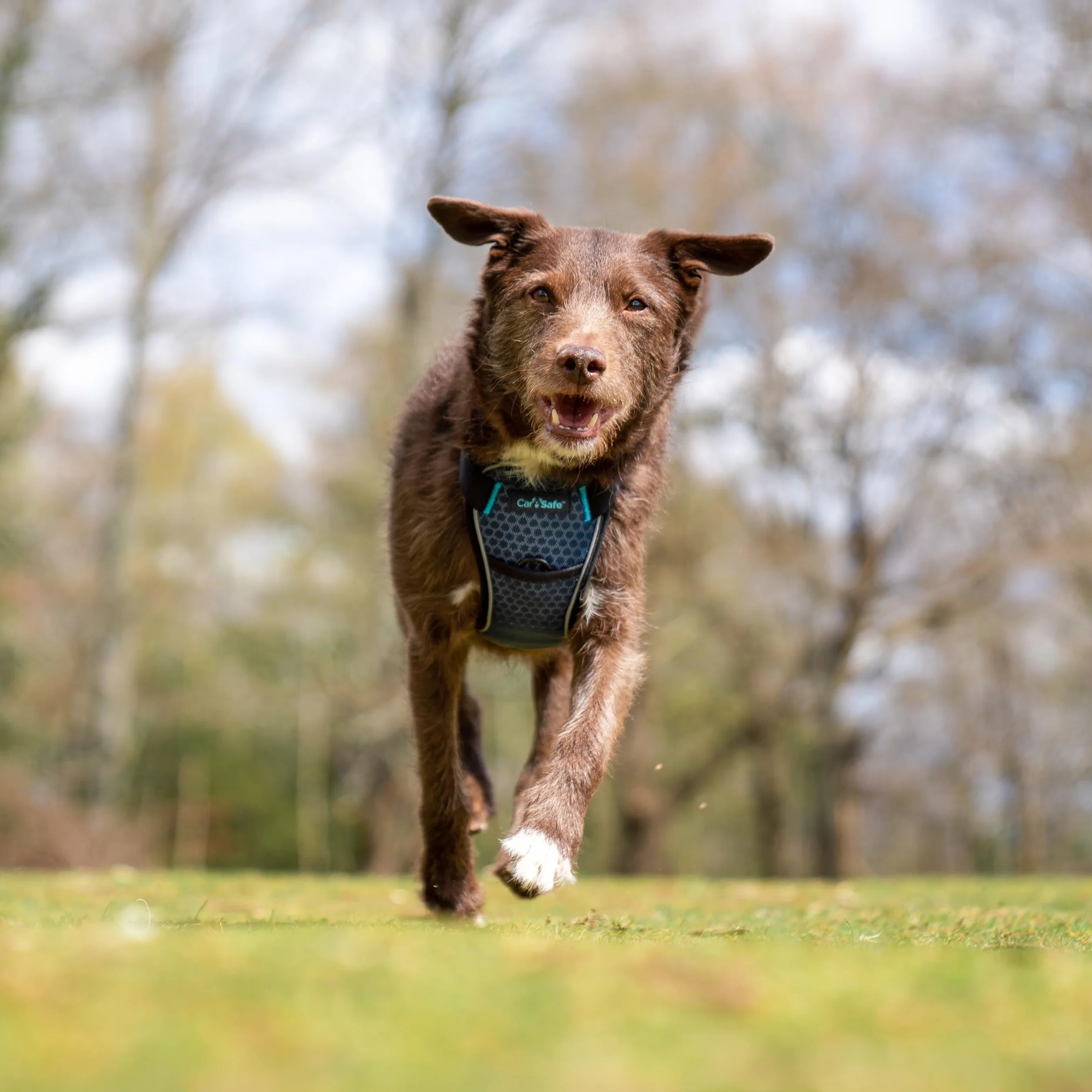 Company of Animals CarSafe Rozbić się Przetestowany Psa Bezpieczeństwo Uprząż, Mały, Niebieski
