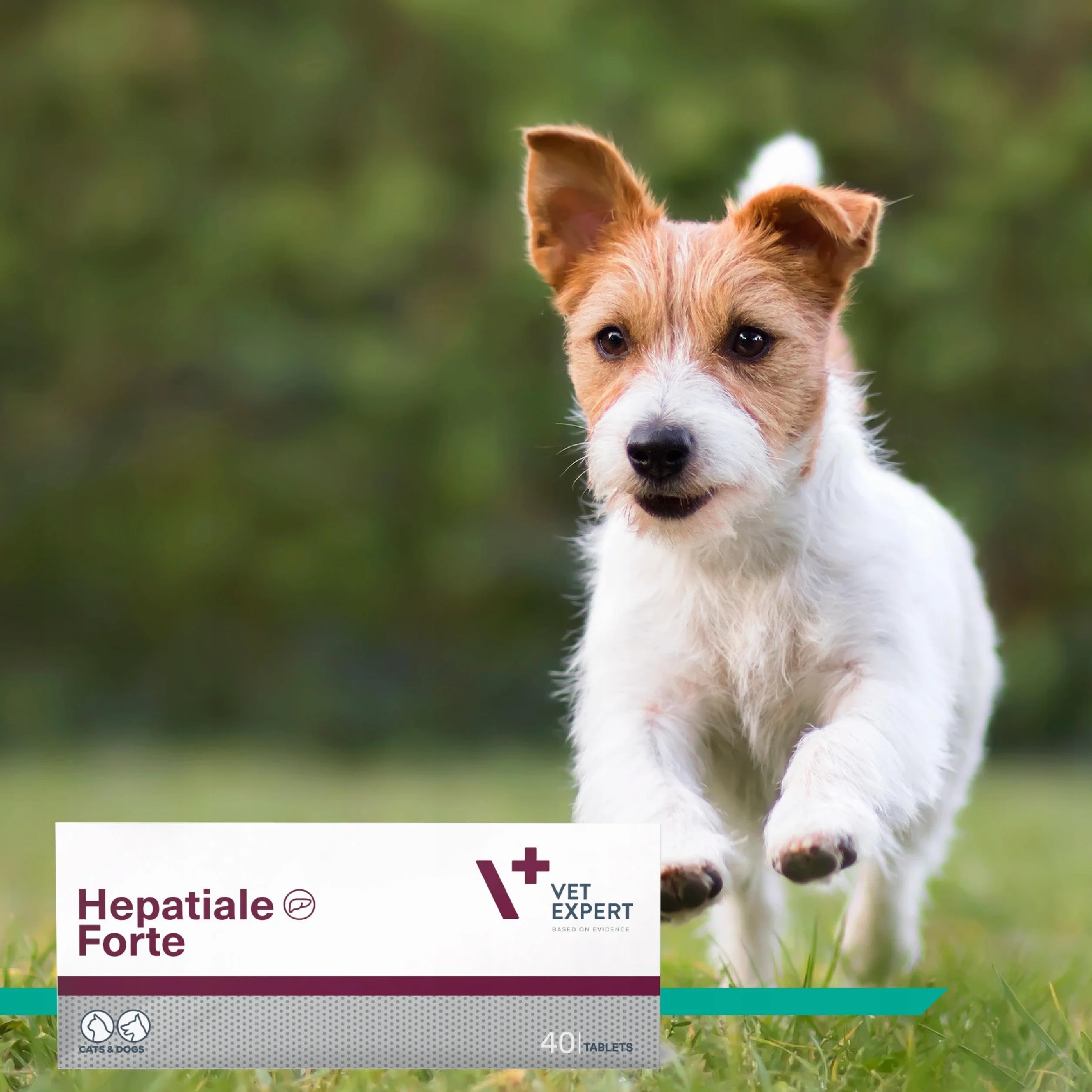 VET EXPERT HEPATIALE FORTE - preparat wspomagający funkcje wątroby dla psów i kotów