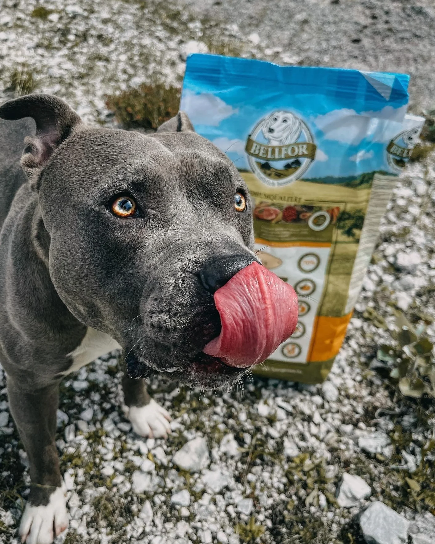 Bellfor Naturfarm-Schmaus hipoalergiczna sucha karma dla psów bez zbóż z owadami 2,5 kg