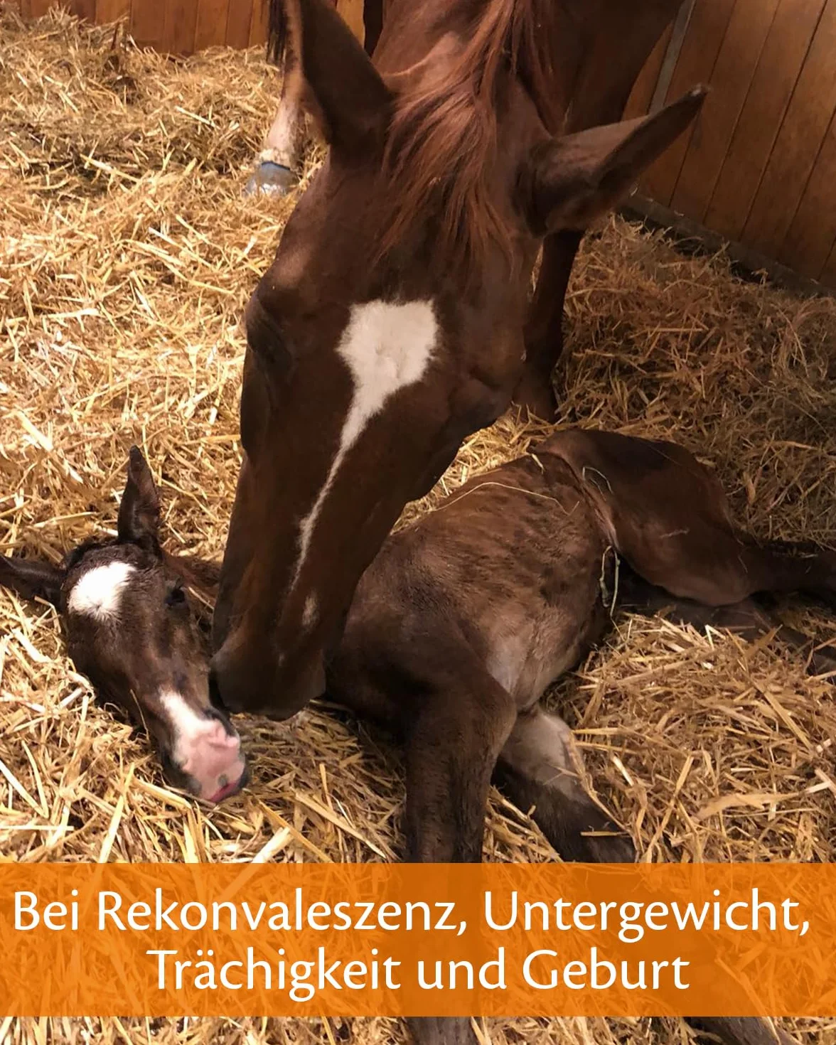 EQUISTRO® Haemolytan 400 karma uzupełniająca dla koni 1 l