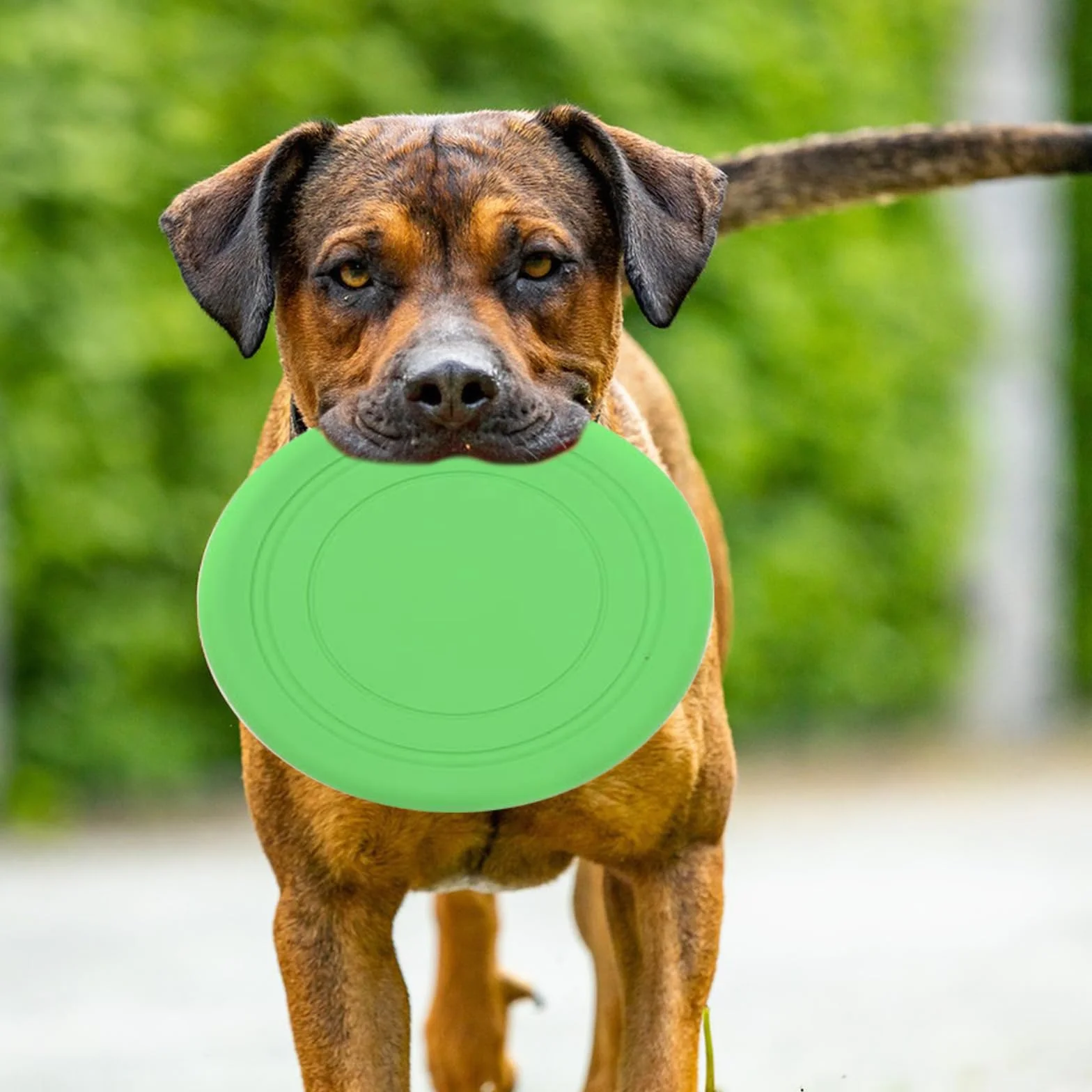 LIXIUHUI 6 szt. niezniszczalny pies frisbee zabawki treningowe, odporne na gryzienie frisbee, szkoleniowe zabawki dla zwierząt domowych, 100% nietoksyczne gumowe