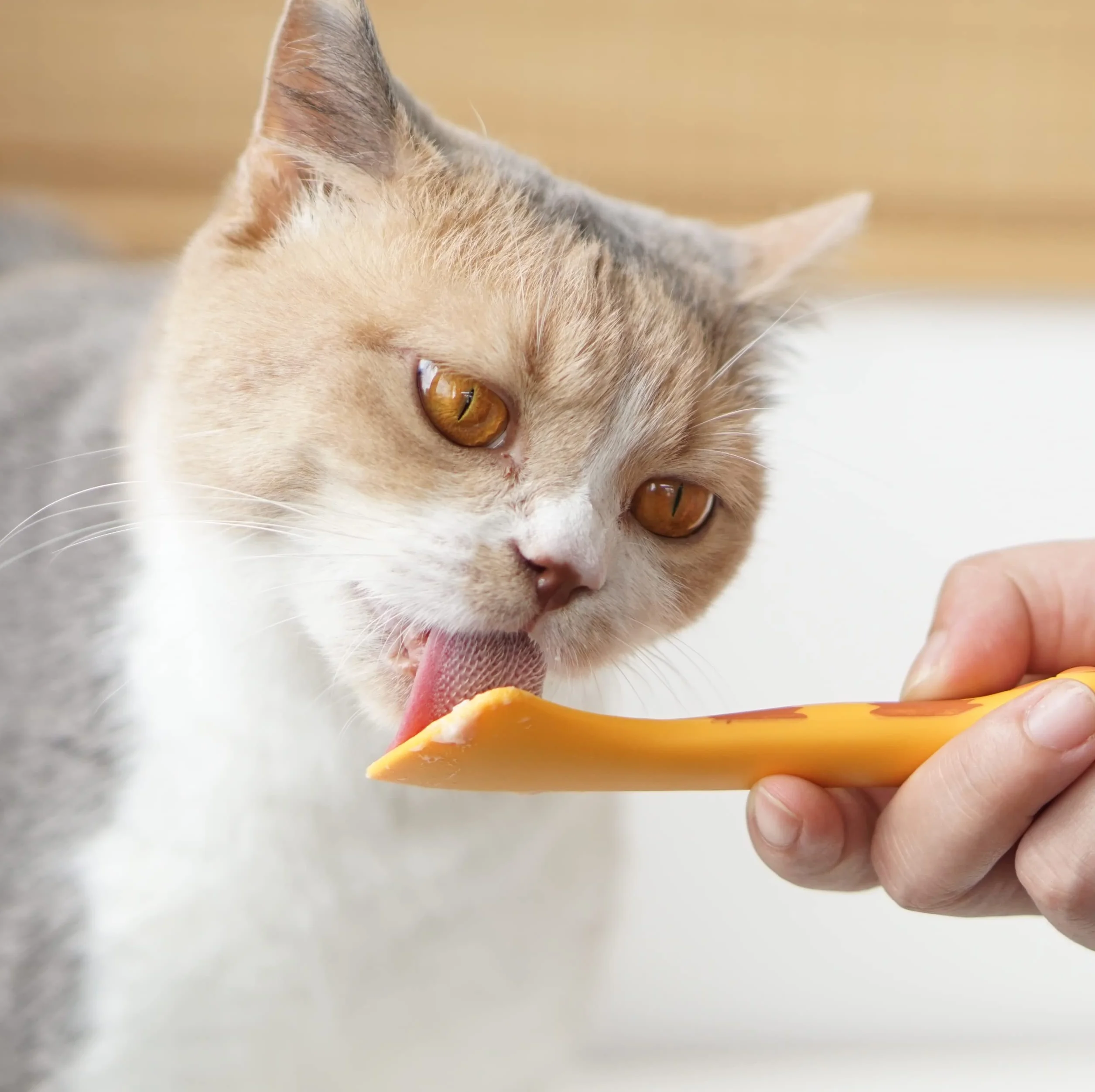 Meow&Woof Łyżka do mokrej karmy dla kotów, mini szpatułka do puszek dla zwierząt domowych, bez BPA, małe szklanki, łatwy do czyszczenia skrobak do puszek na karmę dla psów (2 łyżki)