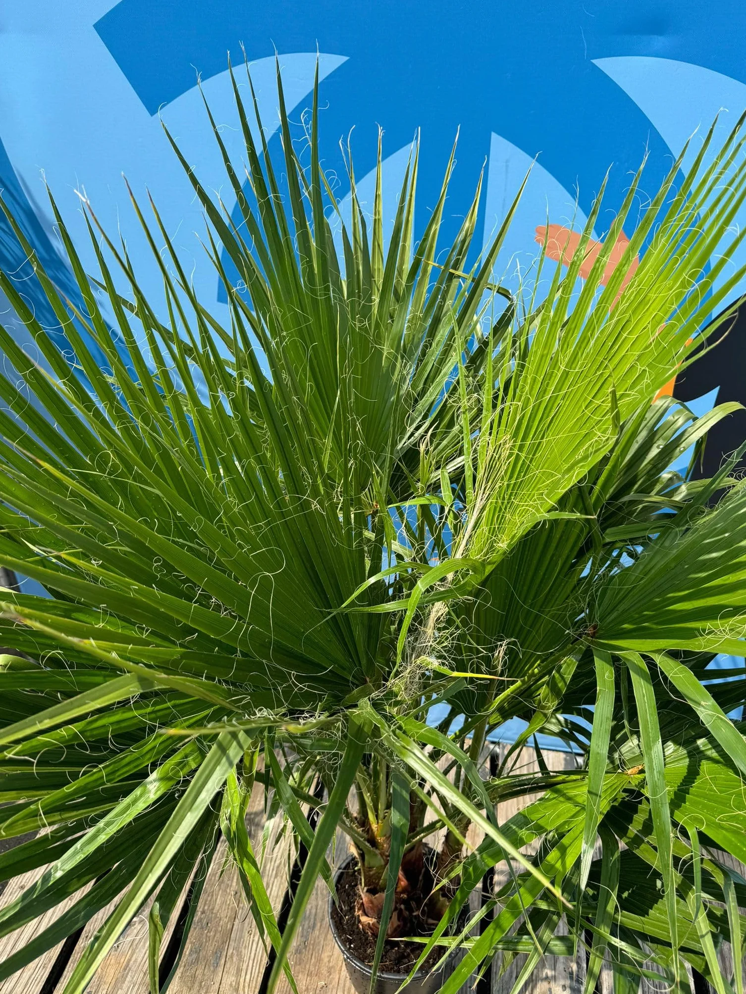 Sunny Tree - Palma - Washingtonia Robusta - multi-pień - 140-160 cm wraz z doniczką - meksykańska palma wachlarzowa