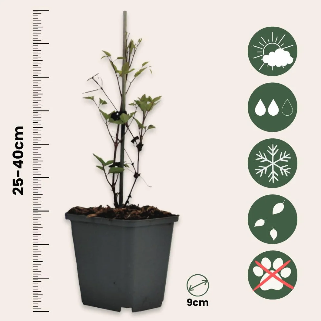 Plant in a Box - Powojnik pnący - Clematis - Mix 6 roślin - Doniczka 9cm - Wysokość 25-40cm - Rośliny mrozoodporne