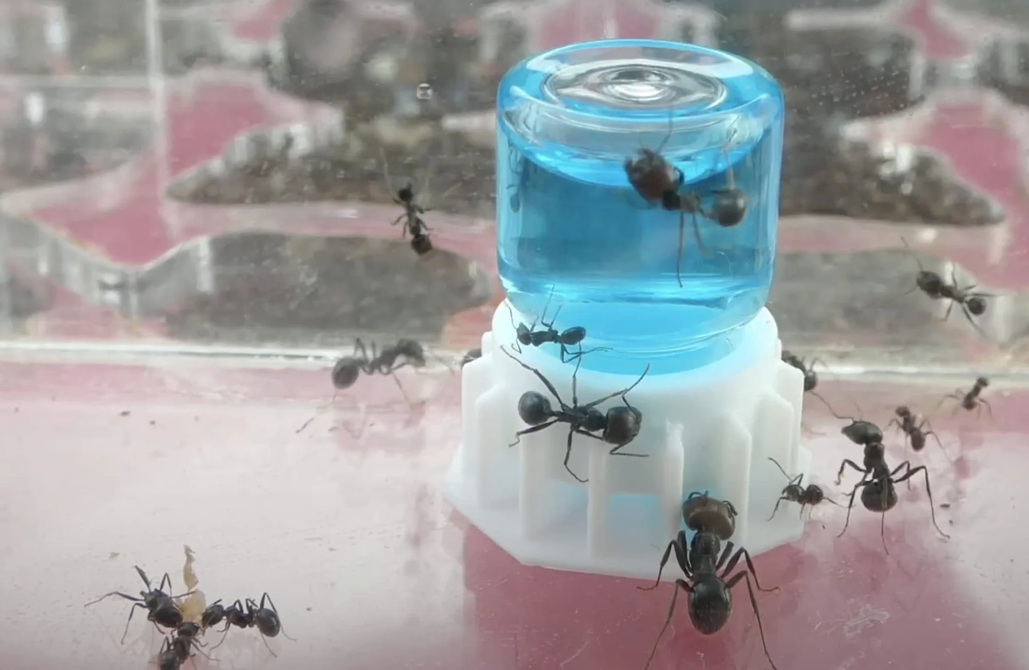 Blue Sugar 50 ml Super pokarm dla mrówek Nektar spożywczy