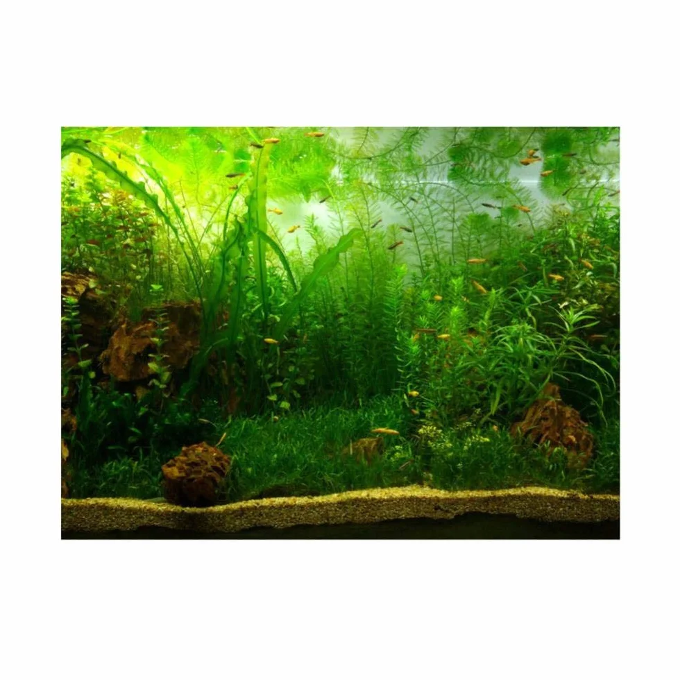 Naklejka ścienna akwarium tło trawa wodna PVC klej 76x30cm