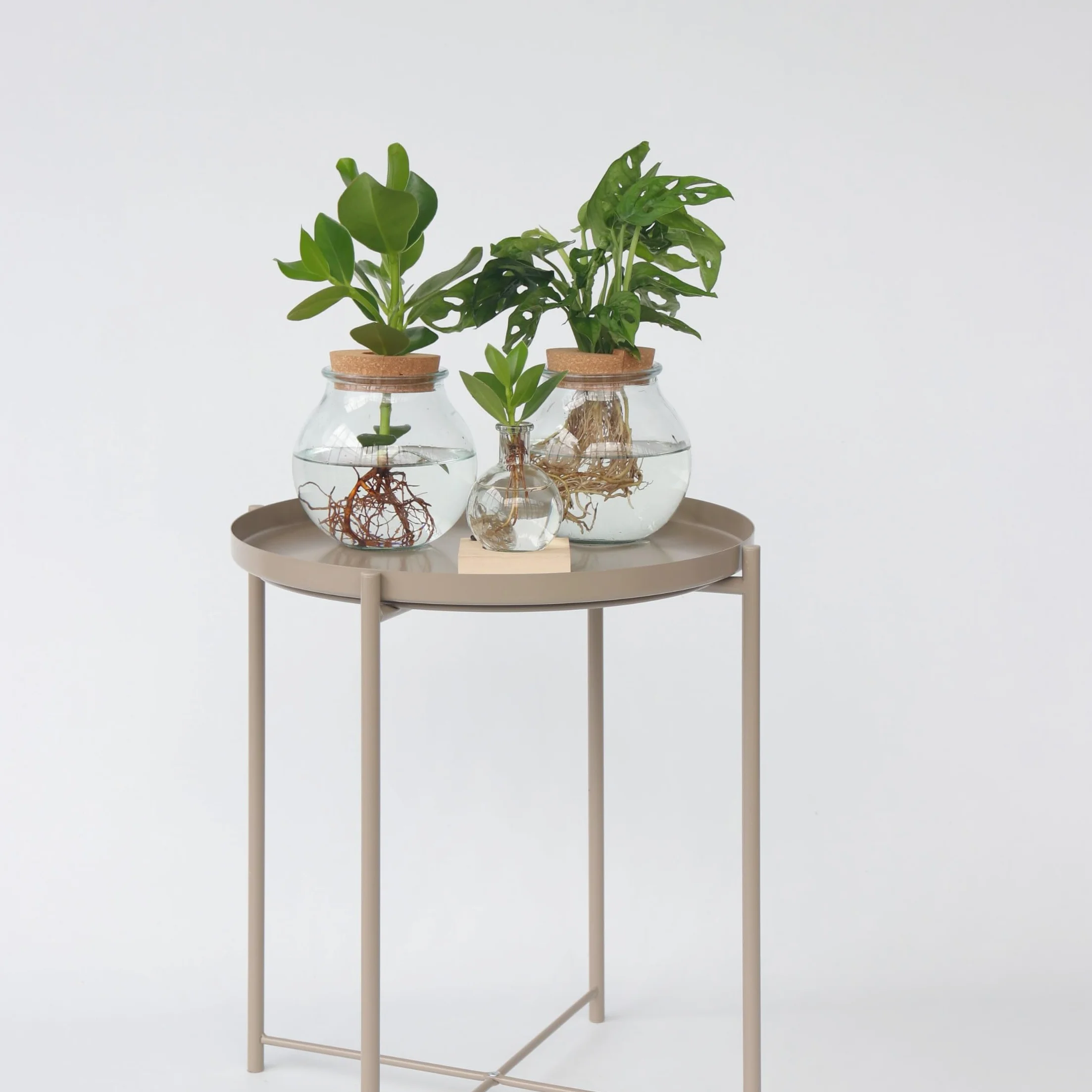 Plant in a Box - Monstera Monkey Mask w szkle - Dziurawa roślina - Hydroponika - Roślina doniczkowa w wodzie