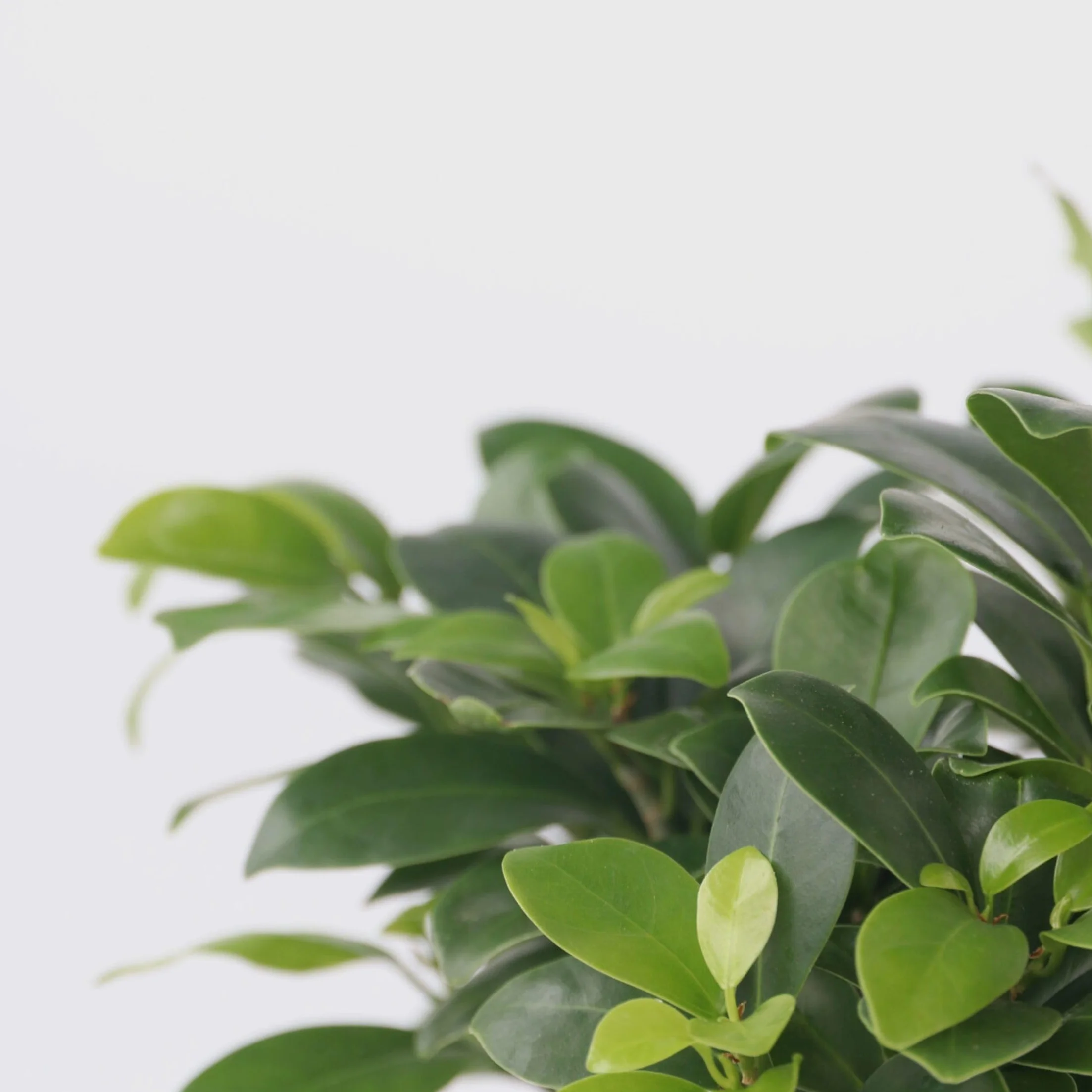 Plant in a Box - Ficus Ginseng - Drzewko Bonsai - Doniczka 12cm - Wysokość 30-40cm - Rośliny domowe
