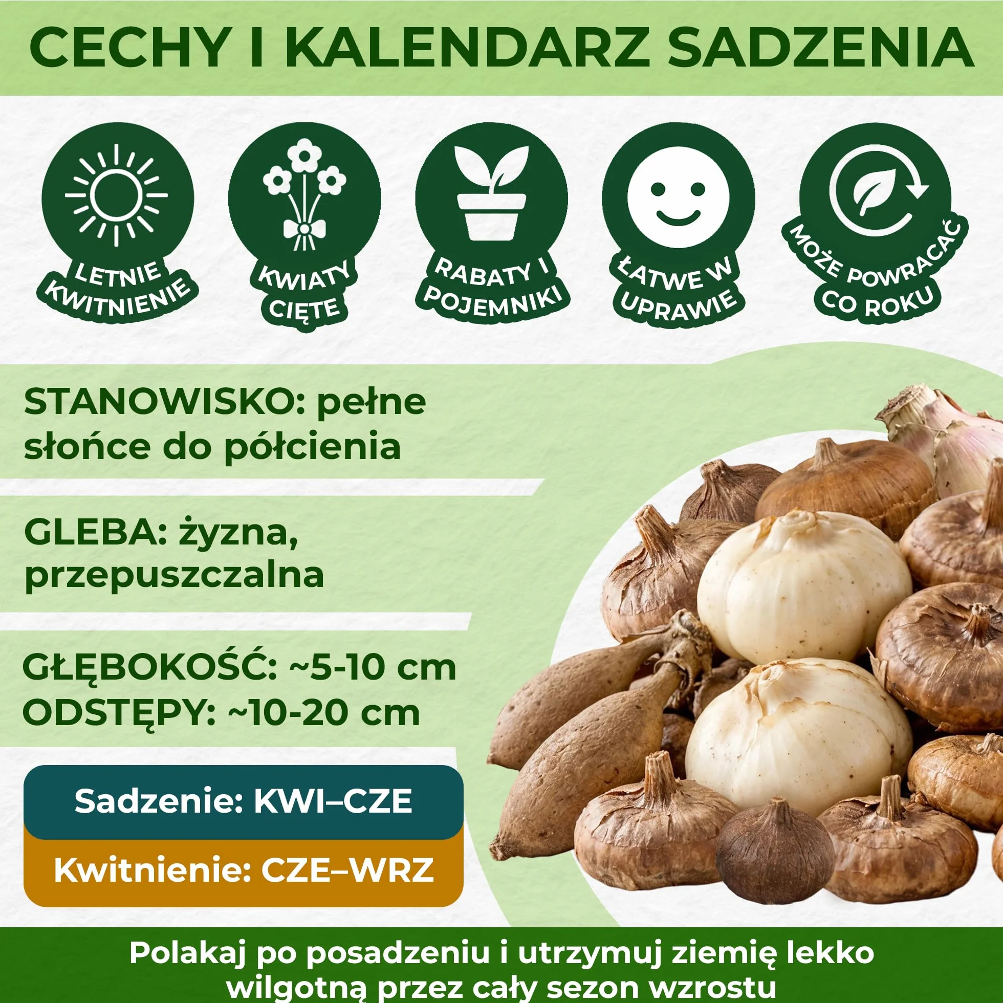 Letnie cebulki kwiatowe Purple Garden Collection - 25 bulw - mieczyki/dalie/lilie/freezje/liatry - odporna wieloletnia mieszanka cebulek - holenderska jakość - do ogrodu, doniczek