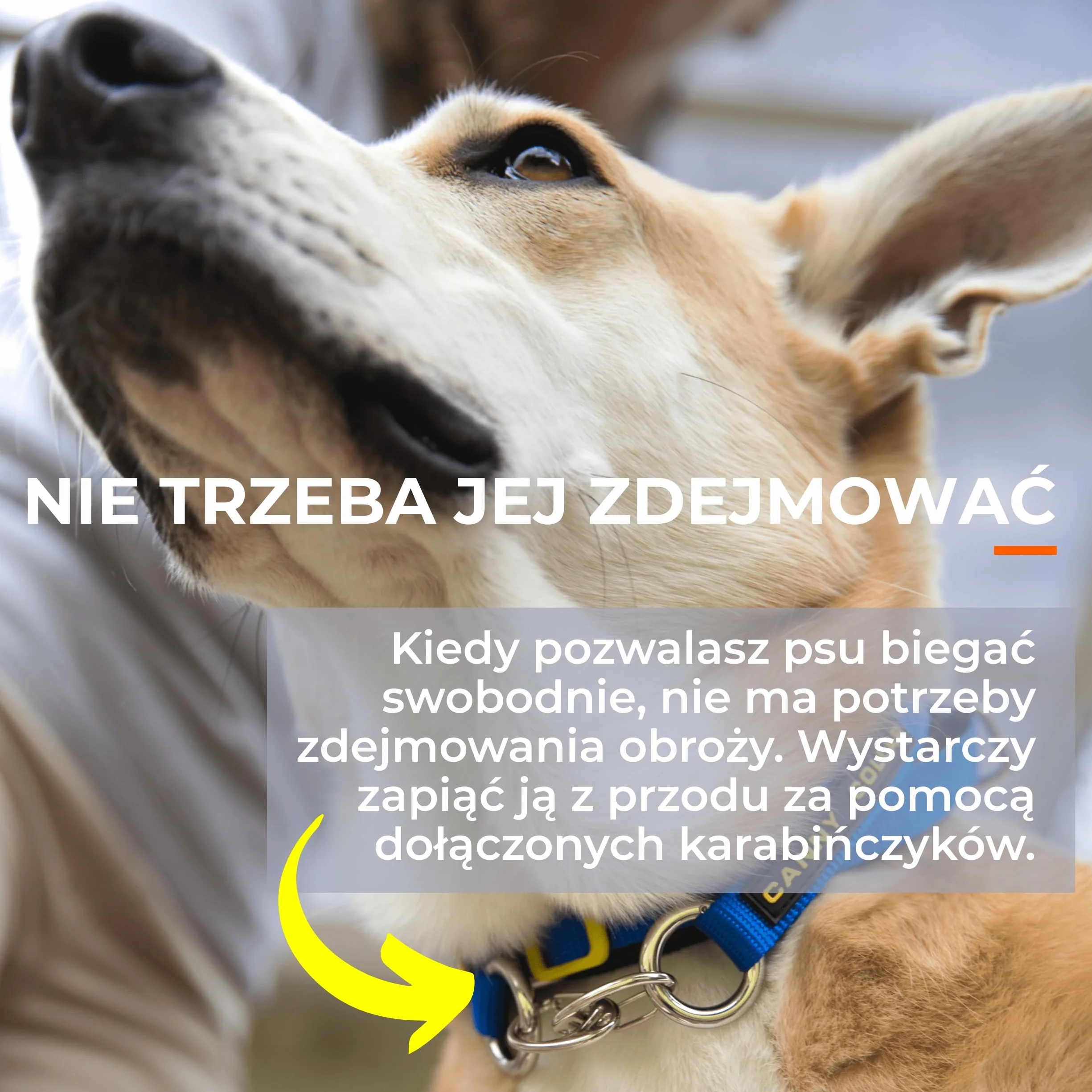Canny Collar – Obroża Treningowa Przeciw Ciągnięciu | Kantar na Głowę, Uczy Chodzenia na Luźnej Smyczy | Spokojne, Bezstresowe Spacery | Czarna, Rozmiar 2