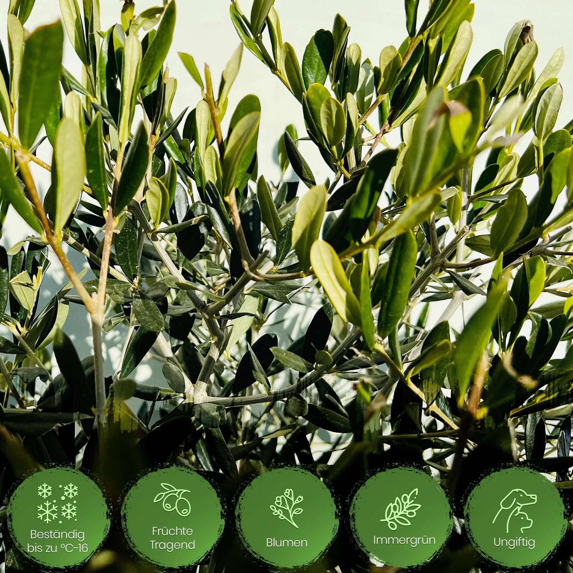 Tropictrees Drzewo oliwne o wysokiej łodydze 100 cm naturalne drzewo oliwne zimowe obwód pnia 6-8 cm dojrzały pień na owoce, w tym doniczka do dekoracji ogrodu