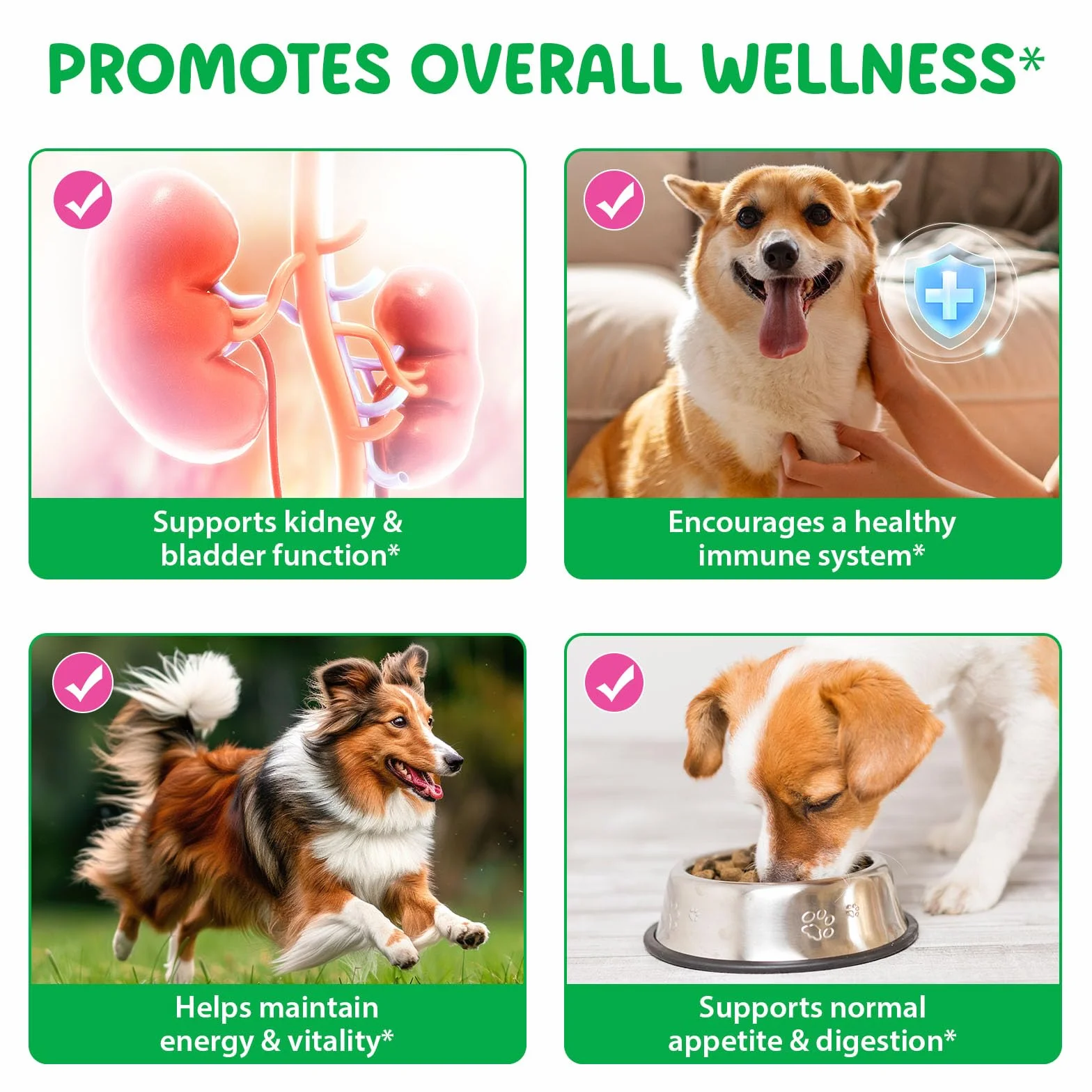 Pies Kidney Support Drops, 100% naturalne leczenie dróg moczowych dla psów, 60 ml, wspomaga czynność nerek