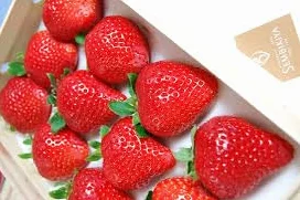 Drogie japońskie truskawki Sembikiya Queen: 10 świeżych nasion do sadzenia