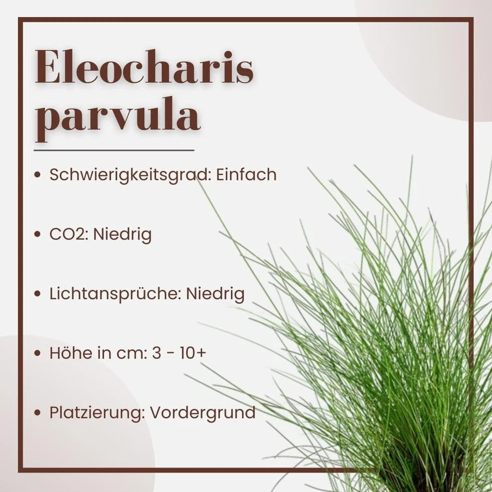 AquaOne Eleocharis parvula Roślina akwariowa w pełni zakorzeniona łatwa w pielęgnacji